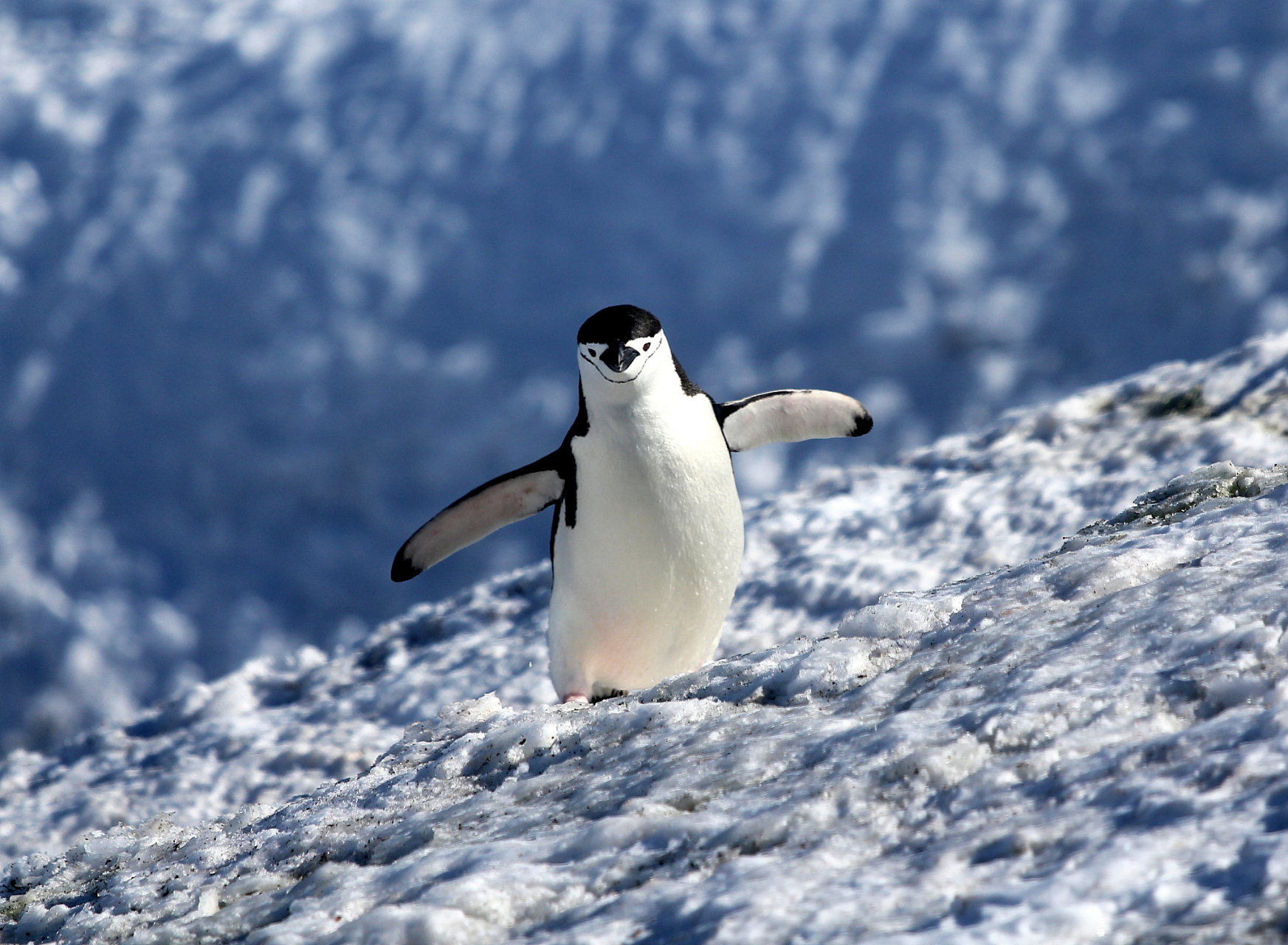 企鹅是一种生活在南极和亚南极地区的特殊鸟类,以其适应极地和海洋