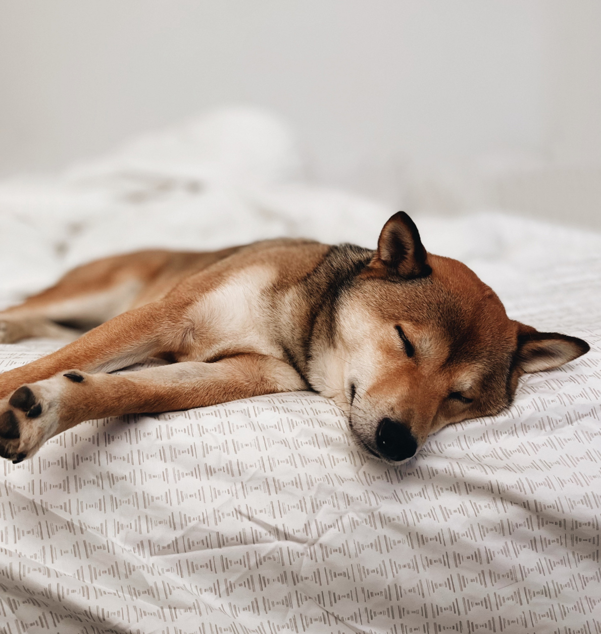 狗狗的睡眠地点暗藏秘密!睡你身边是信任,高处睡觉求掌控和安全感.