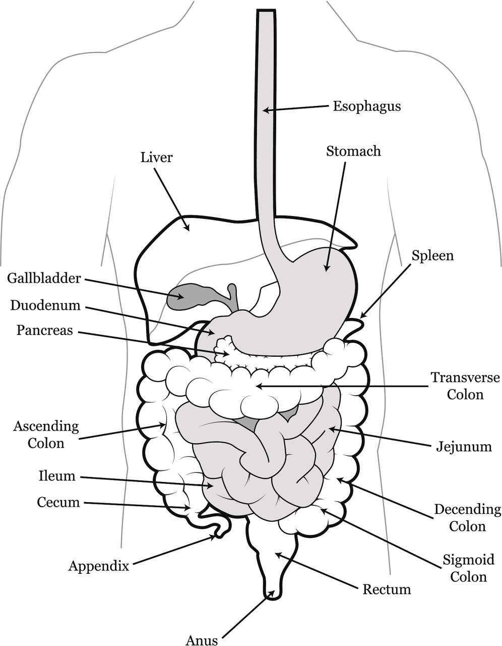 肾脏的结构如何 肾脏是人体的重要器官,其结构复杂而精细.