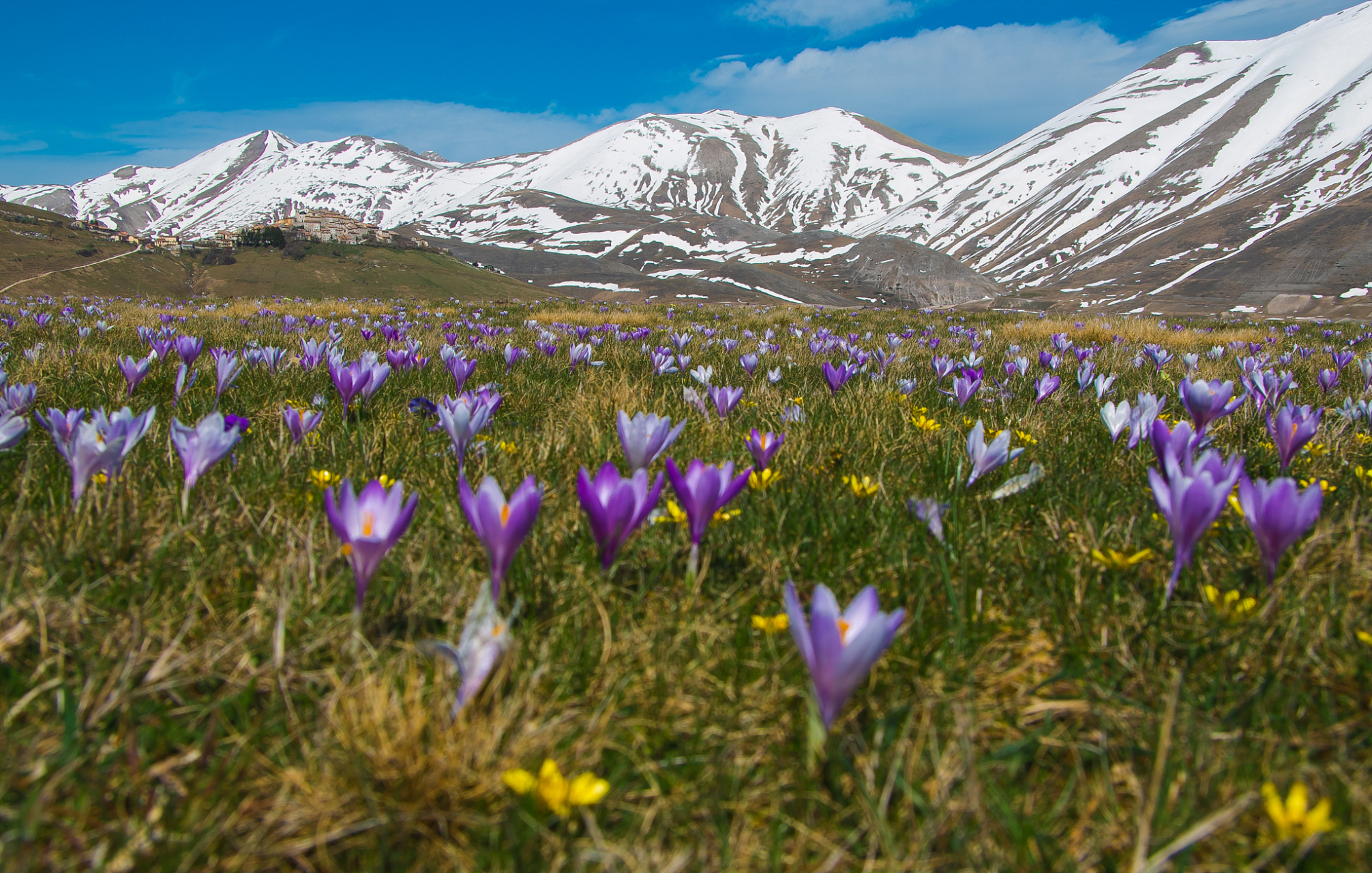 那拉提野百合 4月份开始,草原上的雪开始慢慢融化,大家都熟知那拉提五