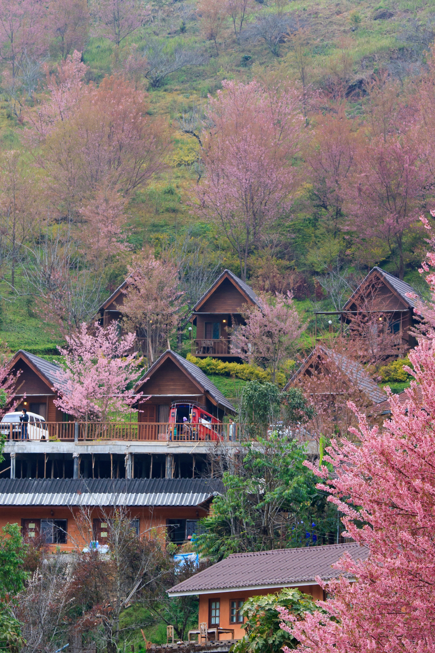 桃花坞旅游景点 蓝天白云下,古色古香的楼宇格外惹眼,鳞次栉比,由北