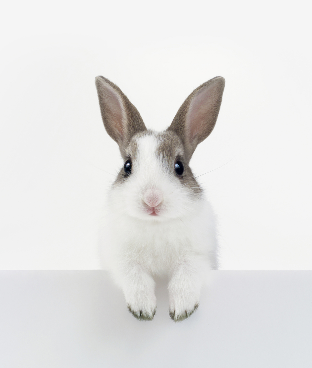 一天自习,小黑兔看单词看到"husband"有点印象但又不确定这个单词是