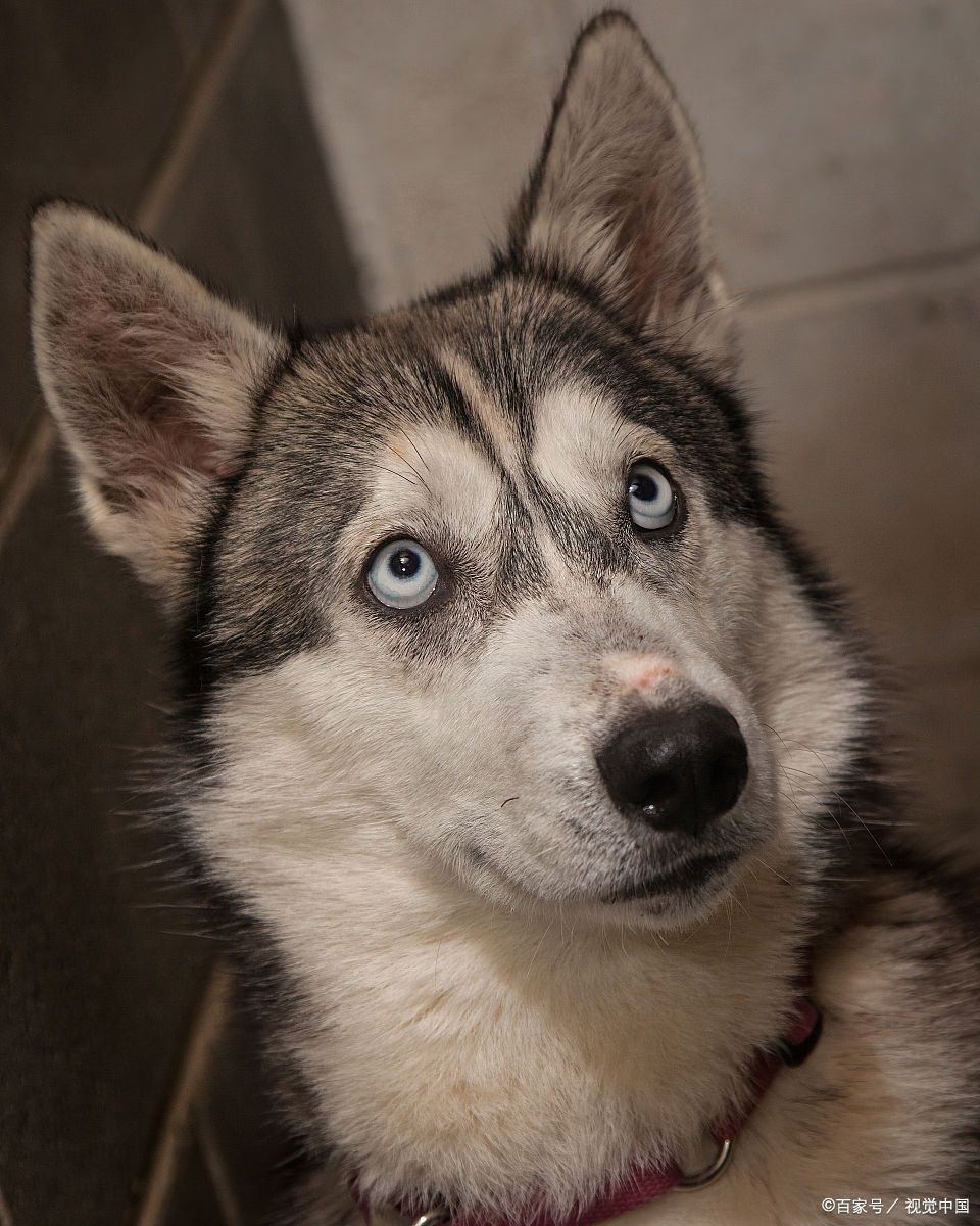 叫二狗的不要生气,重名而已,这里的二狗是很坏的二狗