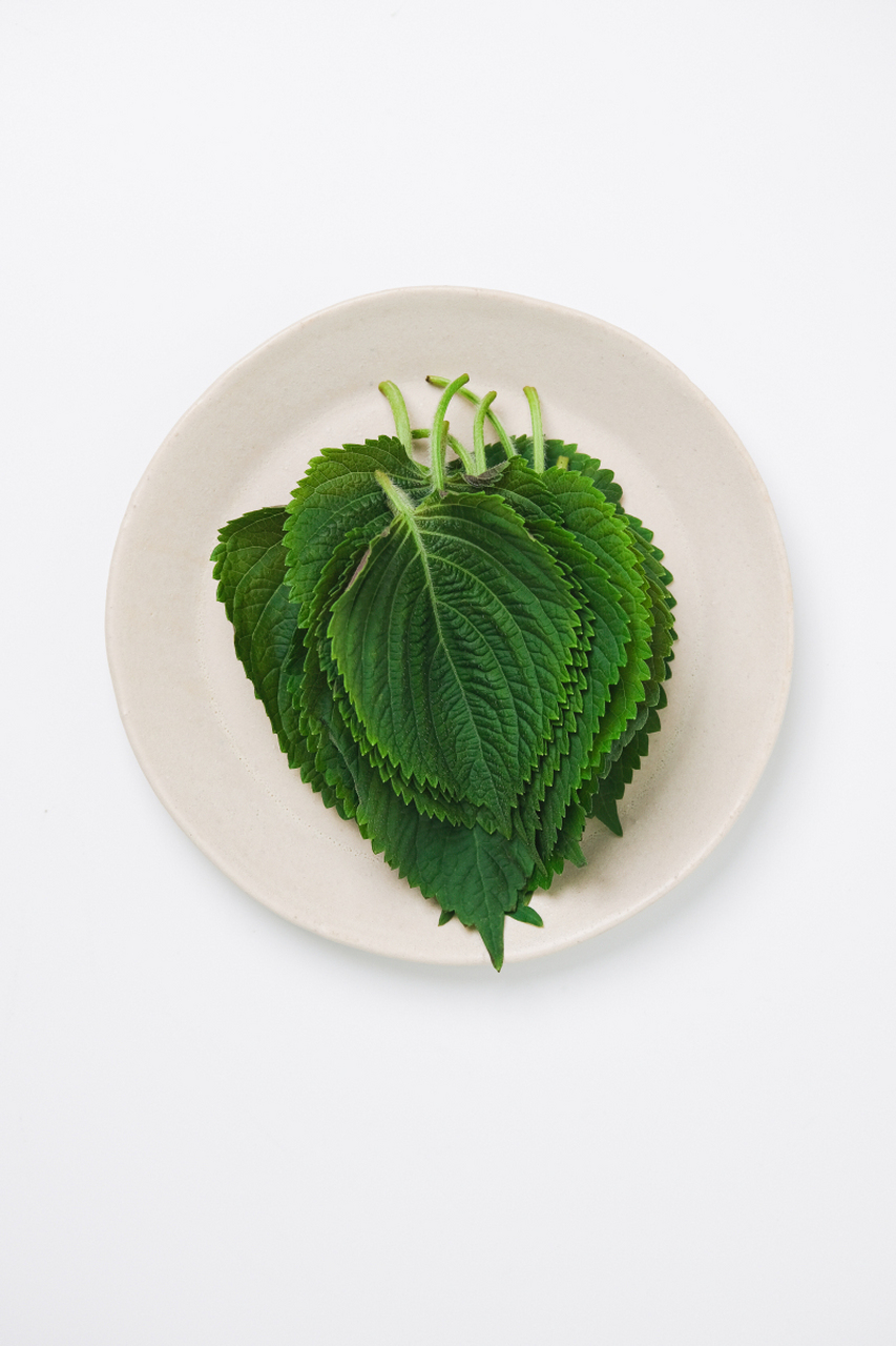 紫苏叶的功效与作用 散寒,宣肺,行气,和中解毒 紫苏叶相信大家都不