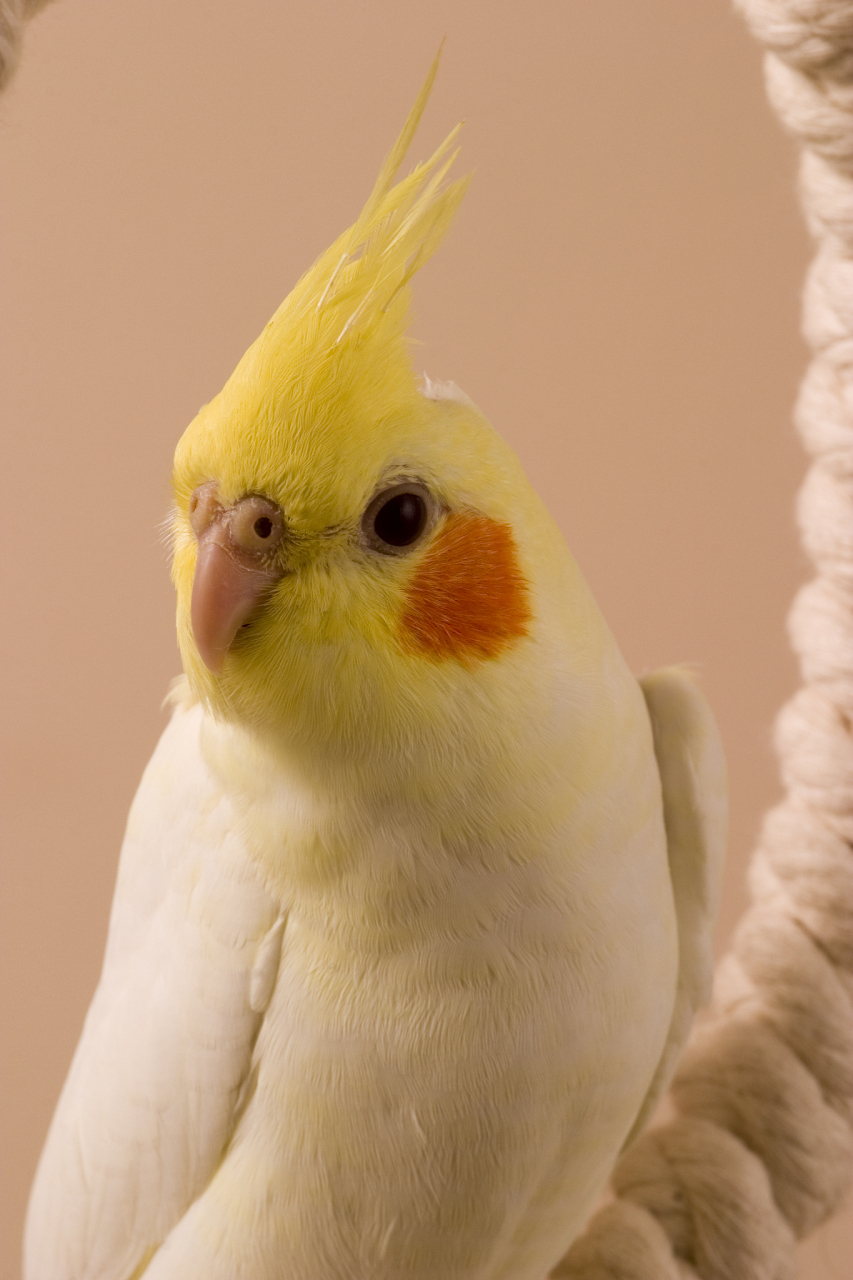 在选择饲养玄凤鹦鹉时,我们需要关注它们的饲养环境,饮食,日常护理