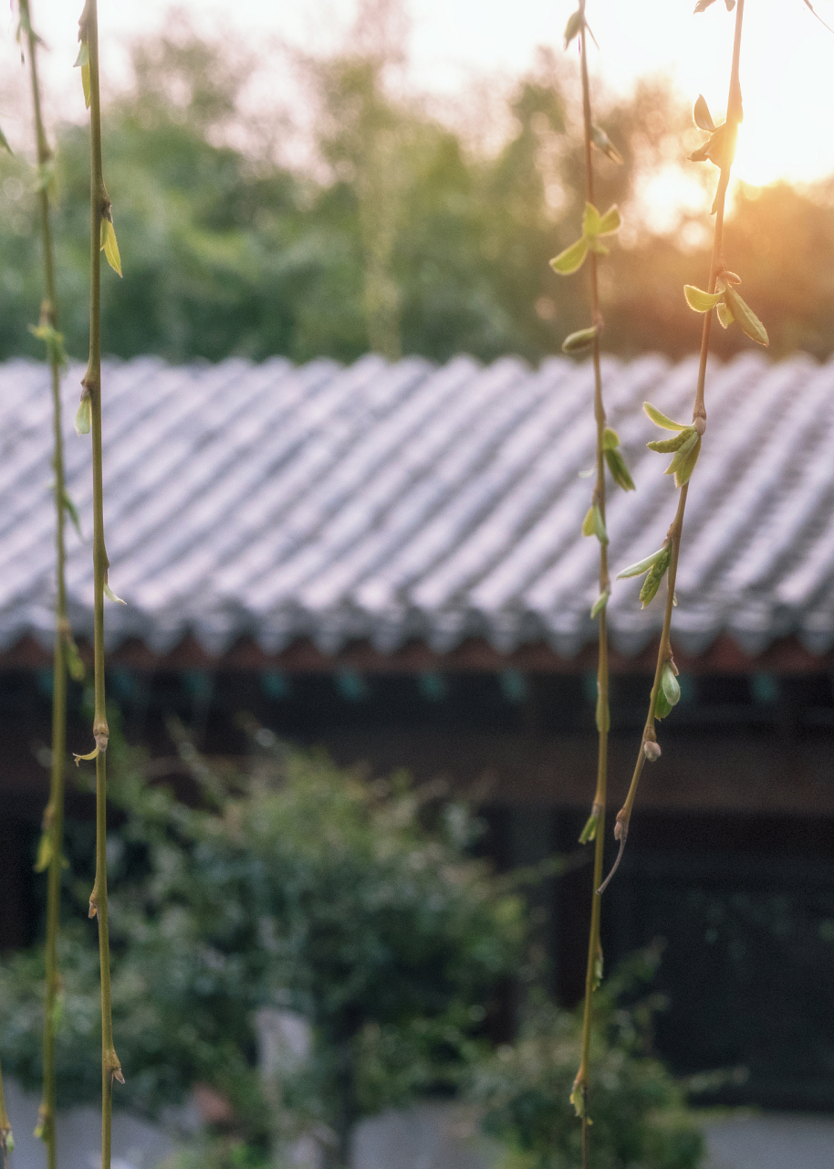 范成大《喜晴》   郑州的夏天,有漫天飞舞的柳絮,有燥热的光,还有