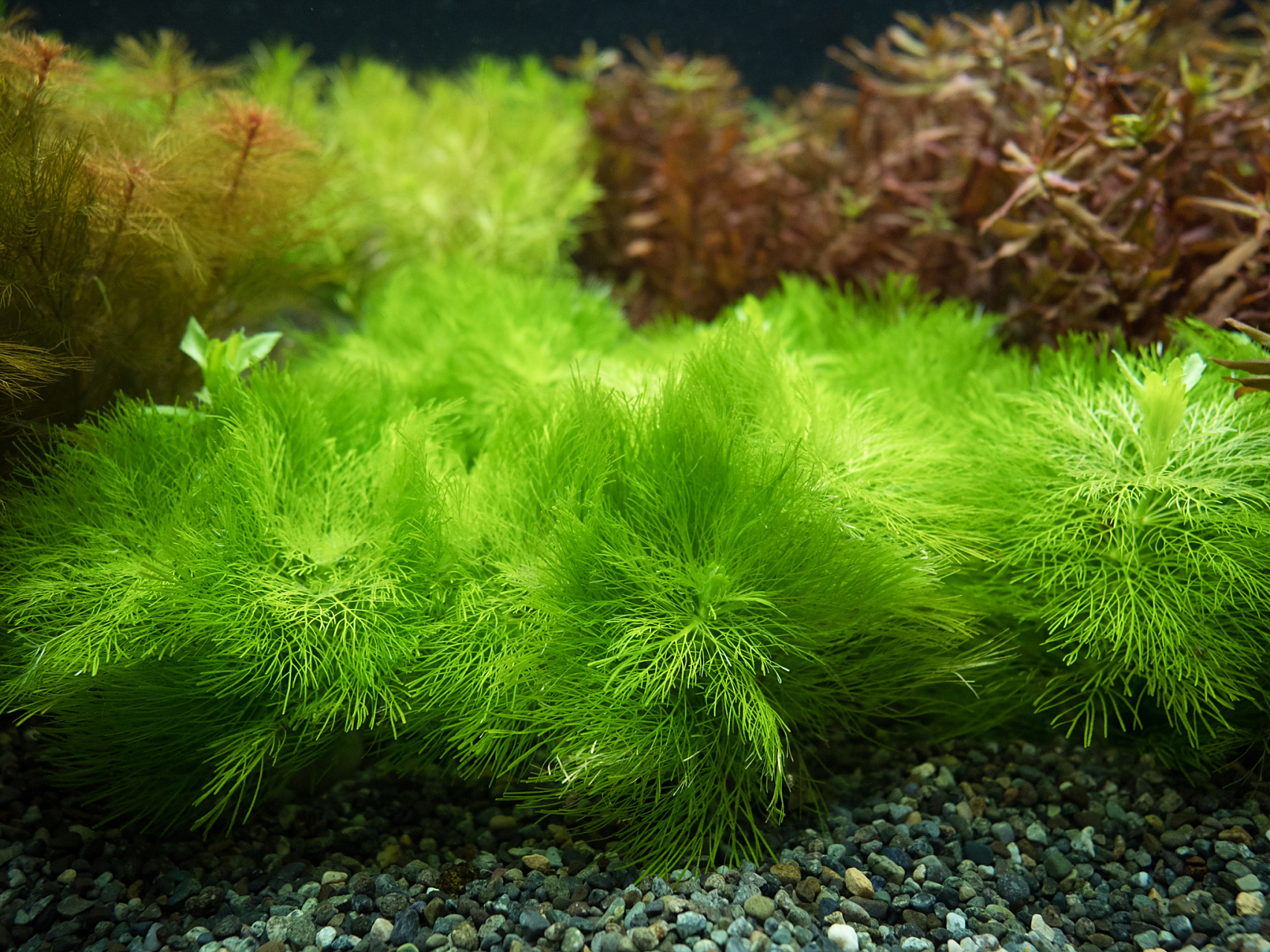 笔记创作营#鱼缸水草长绿毛怎么办,去除绿色藻类,建立缸内生态平 