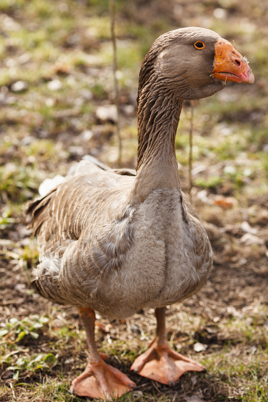 【潮州特产】饶平狮头鹅,品尝巨鹅美味,畅游潮州风情  0690 每当