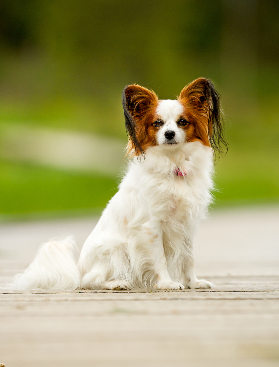 蝴蝶犬,又称巴比犬(papillon),是一种小型犬种,原产于法国和比利时.