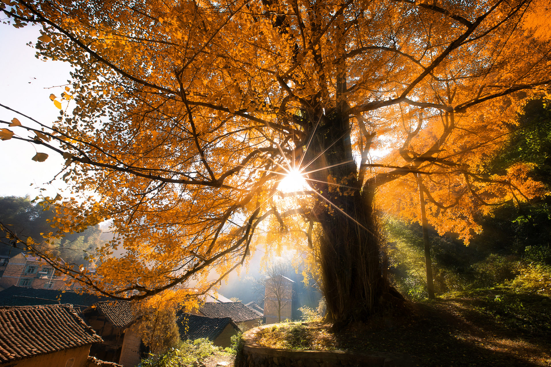 嵩县白河镇千年银杏林,位于洛阳嵩县白河镇,这里山高林密,沟谷纵横