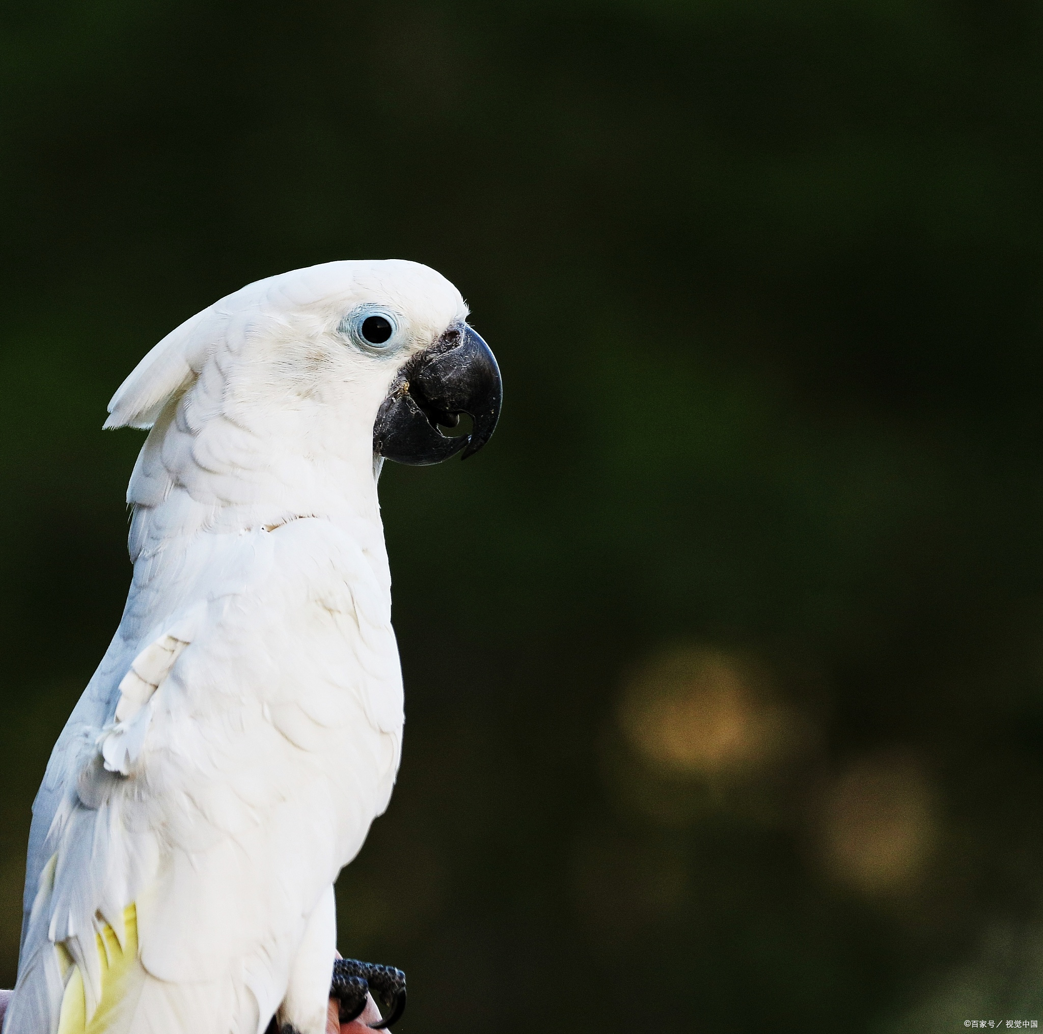 鹦鹉作为宠物鸟类,因其美丽的羽毛,悦耳的嗓音和聪明的头脑而备受喜爱