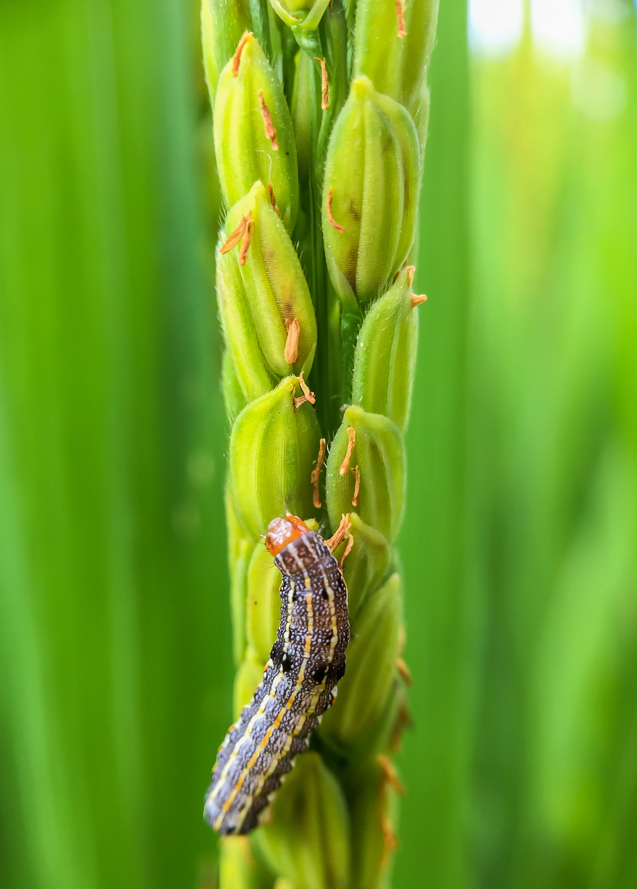 稻纵卷叶螟是农作物害虫,对稻谷生长造成很大困扰