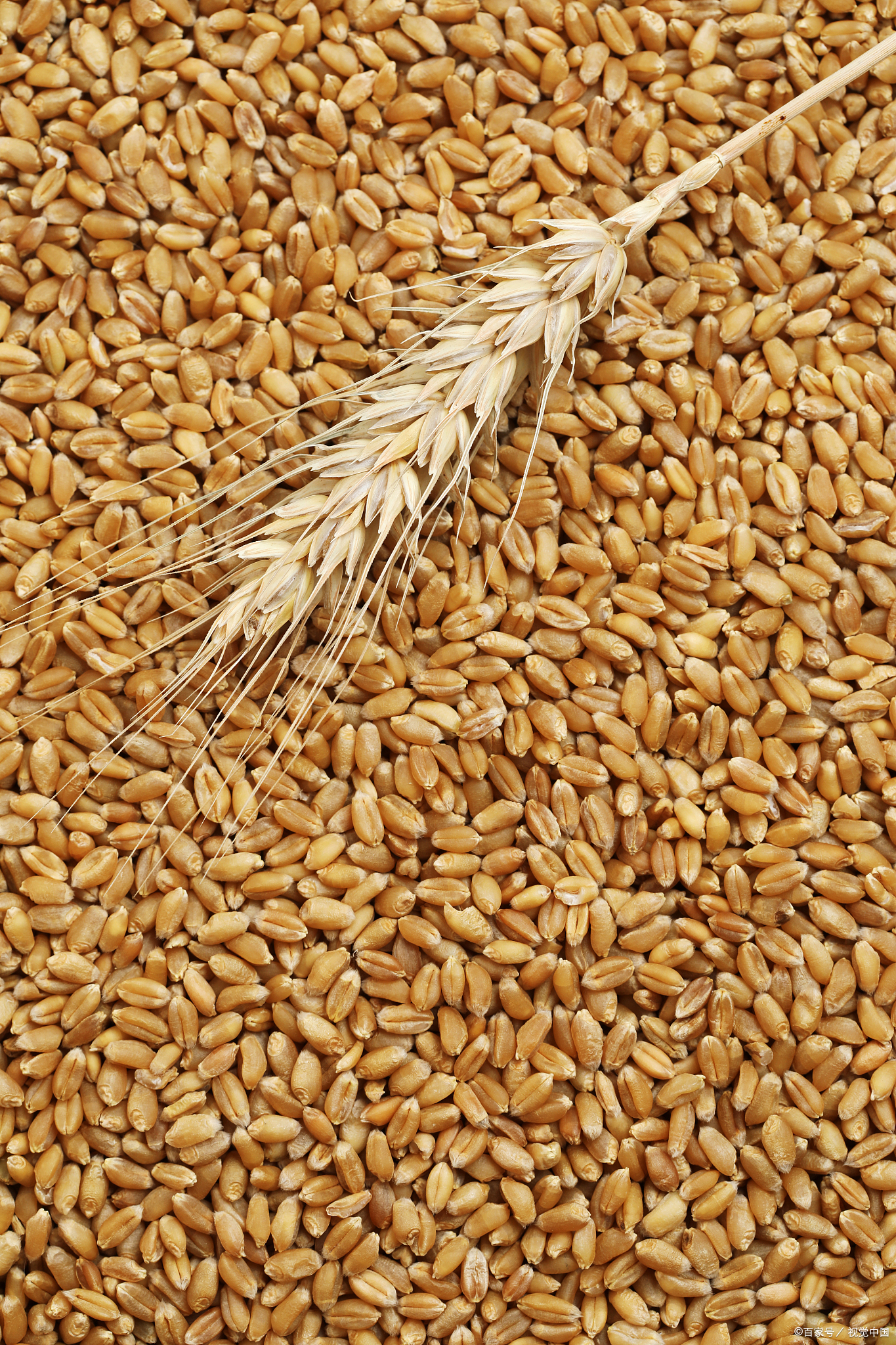 济麦34小麦品种简介