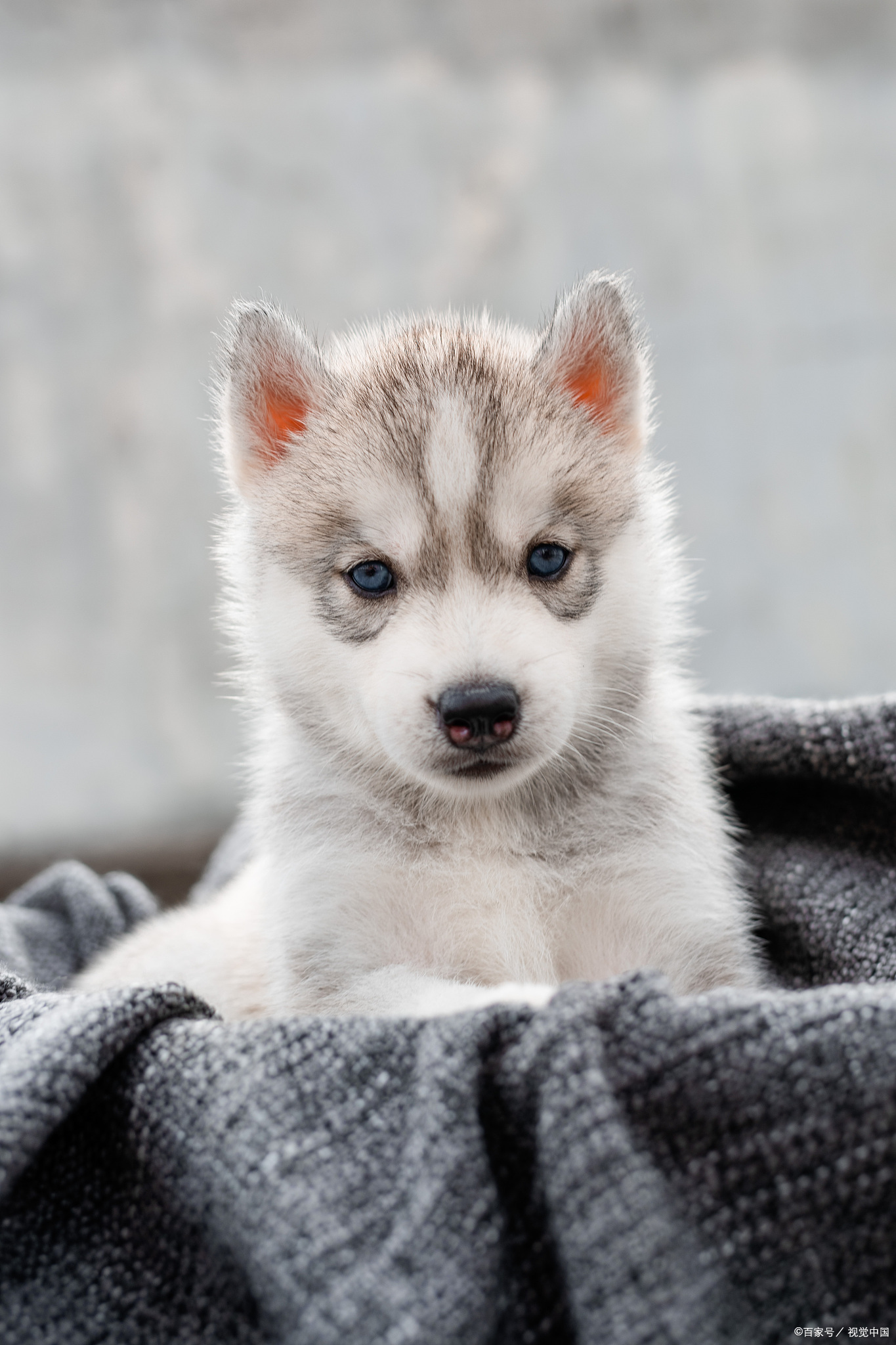 哈士奇,又称二哈,是一种非常有趣的狗狗