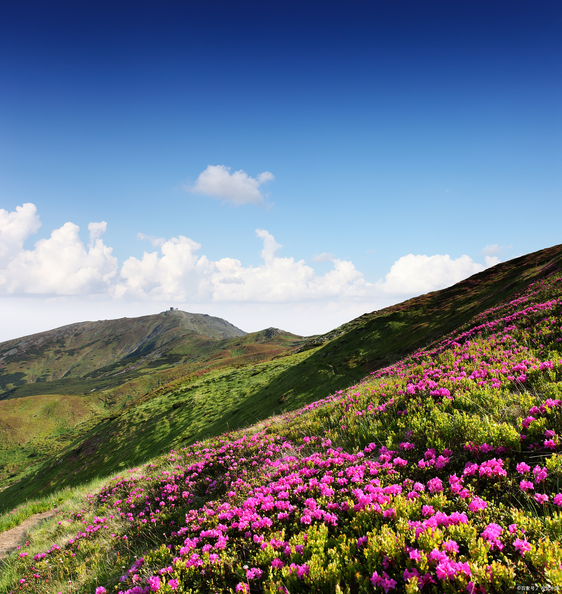 晋中黄彩山野花,春季满山遍野开放,赏花踏青正忙时!