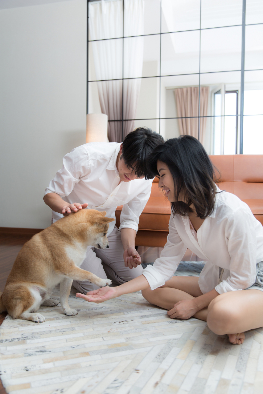 大家好,今天我们要探讨的是年轻人养宠的重要选择