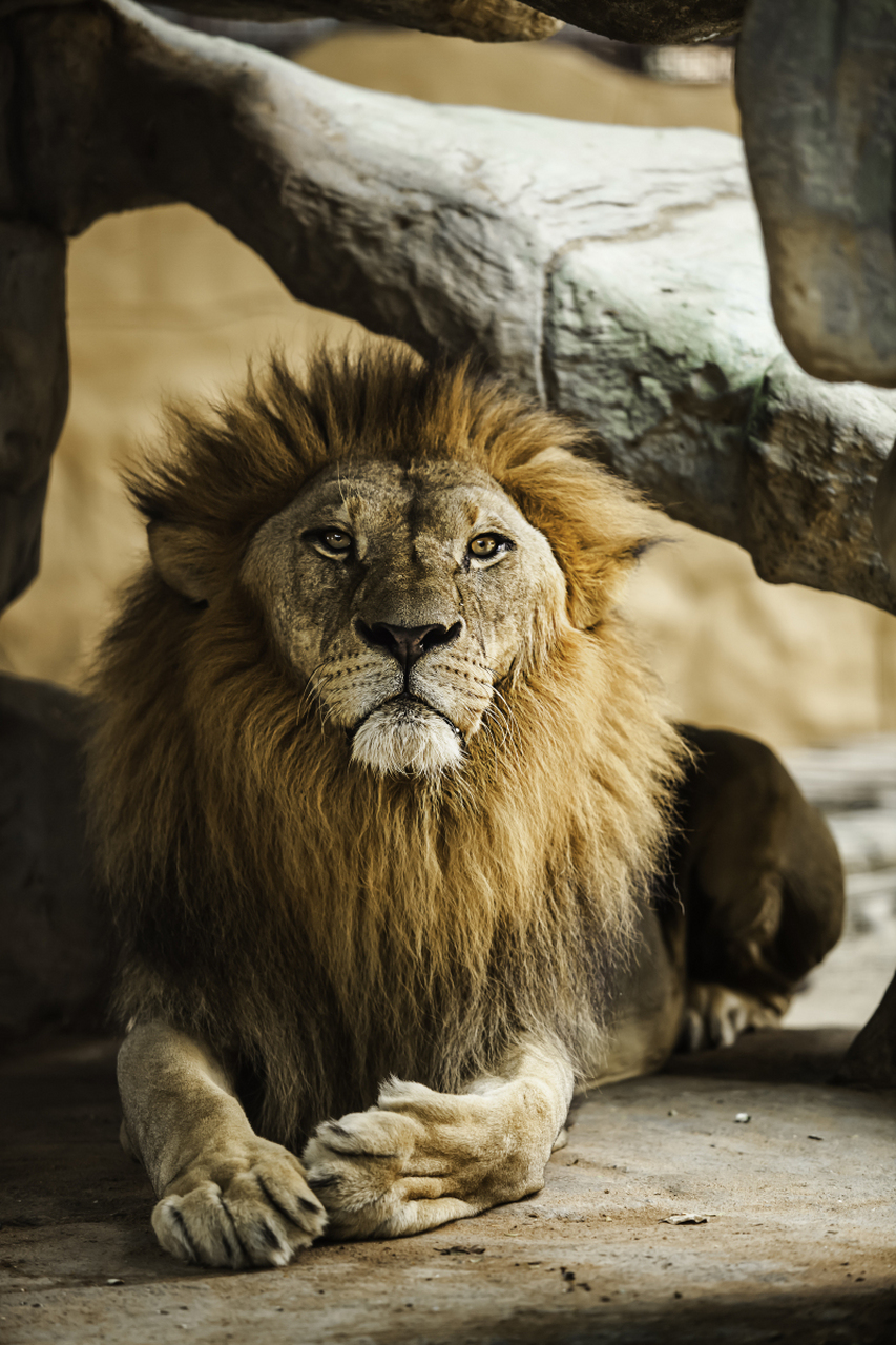 狮子是大型猫科动物,分布非洲的草原,森林和森林草原.