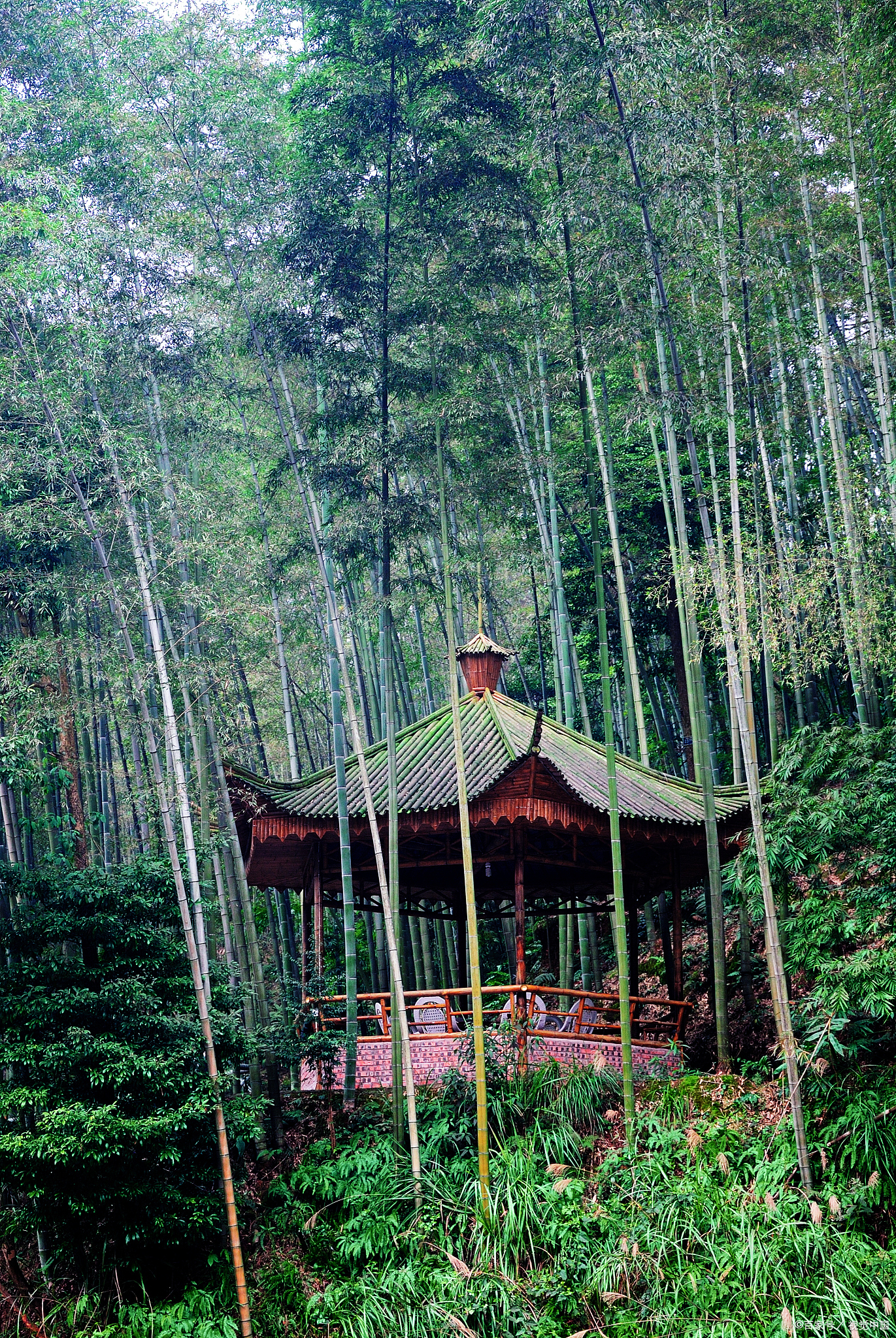 成都竹海风景区图片