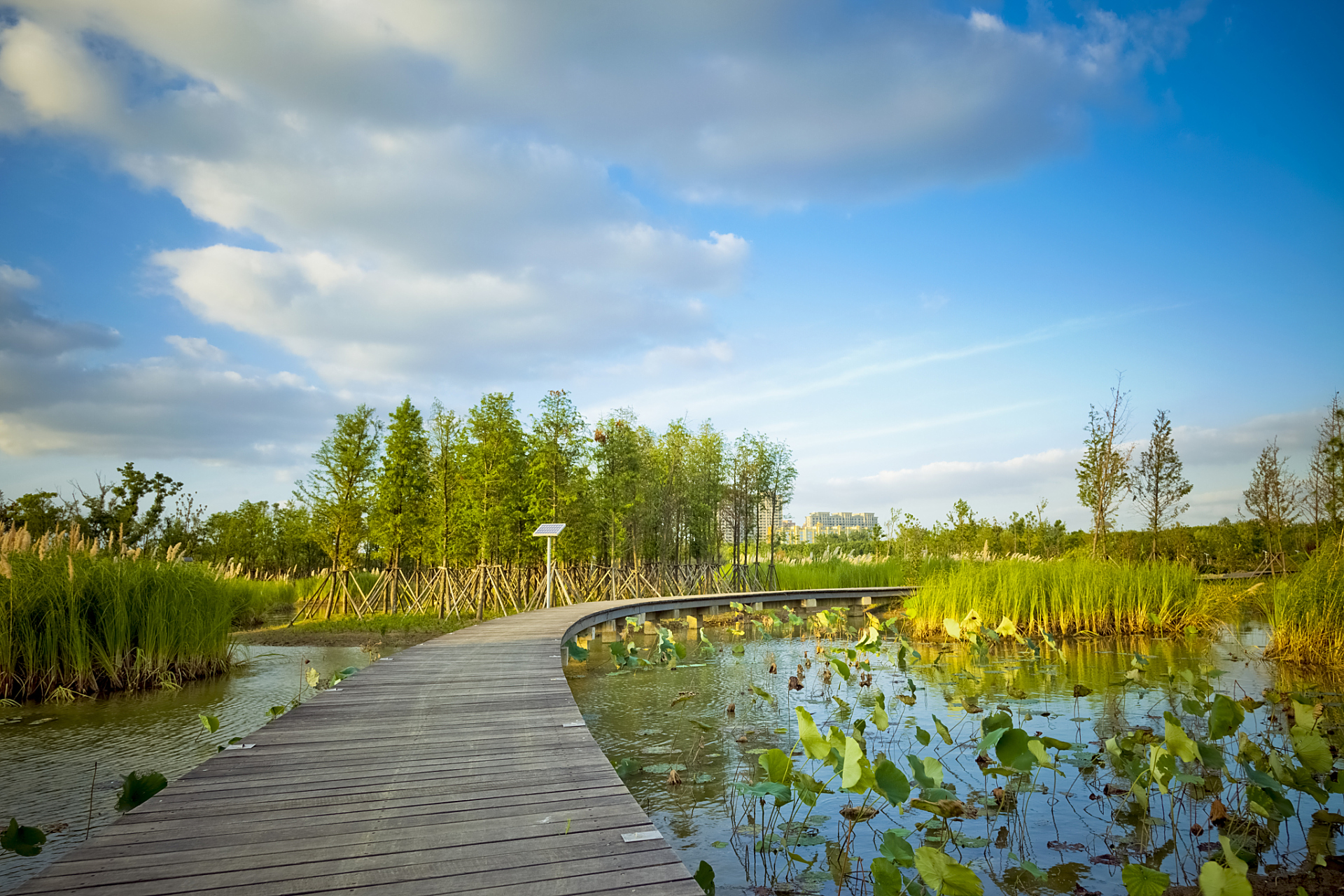 在郑州,周末可以去北龙湖湿地公园,那是拍摄美丽照片的好地方,也适合