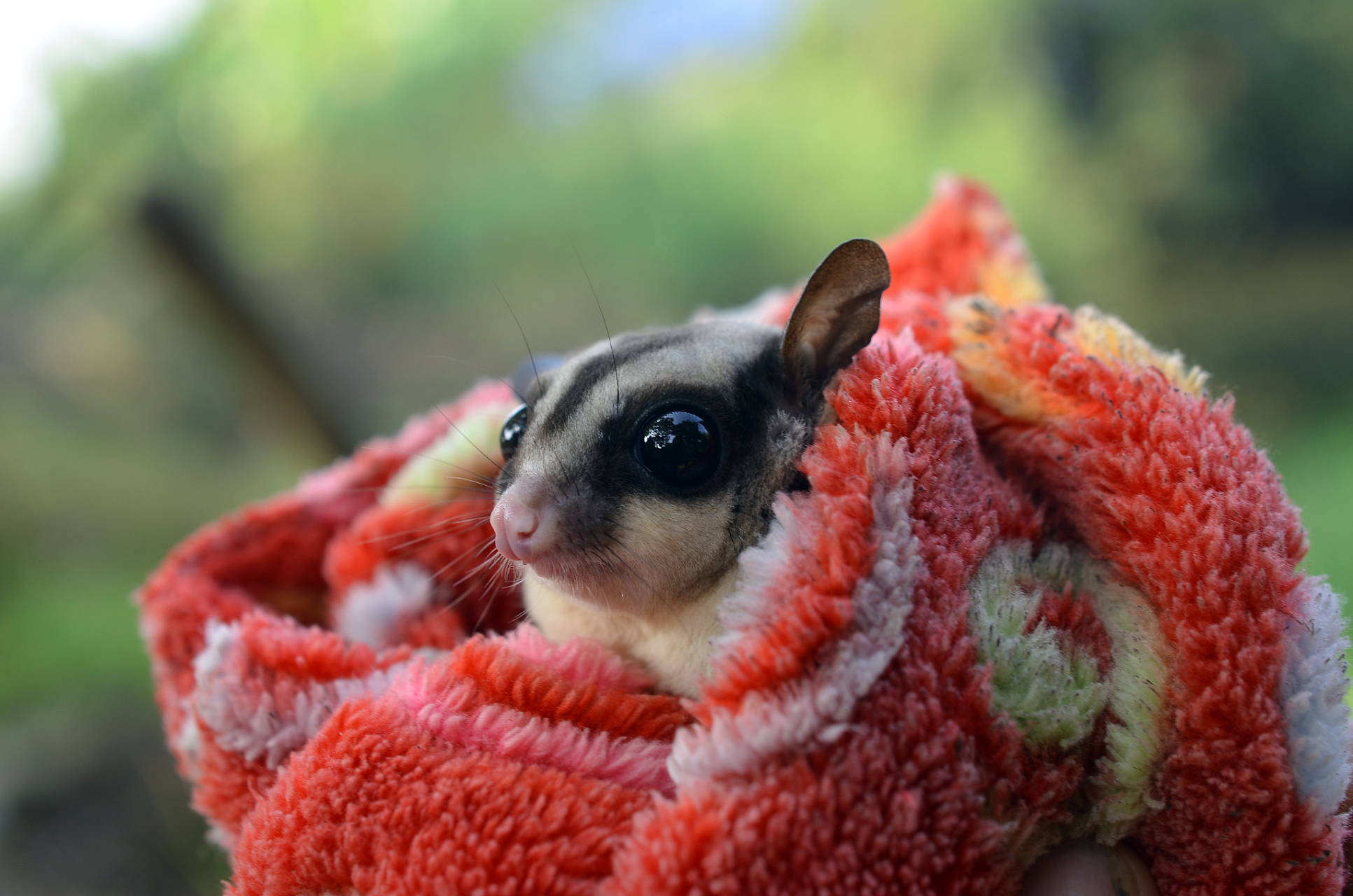 首先,小蜜袋鼯非常可爱,它们有着光滑的皮毛和迷人的大眼睛.