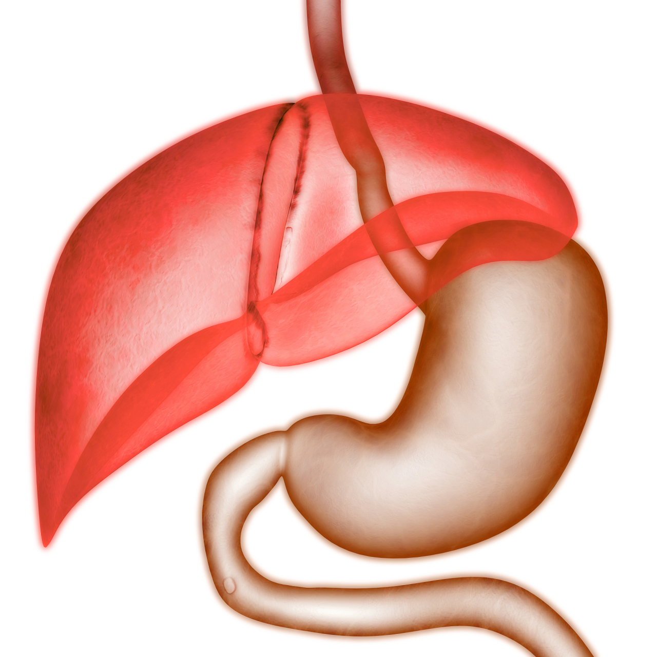 胰腺功能失調的原因,症狀和治療方案 胰腺是一個位於腹部的重要器官