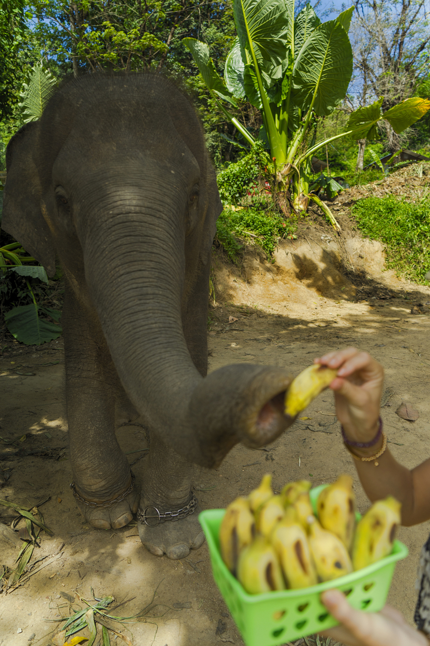 柏林动物园的一只大象学会了剥香蕉   大象喜欢吃香蕉,但它们通常不像
