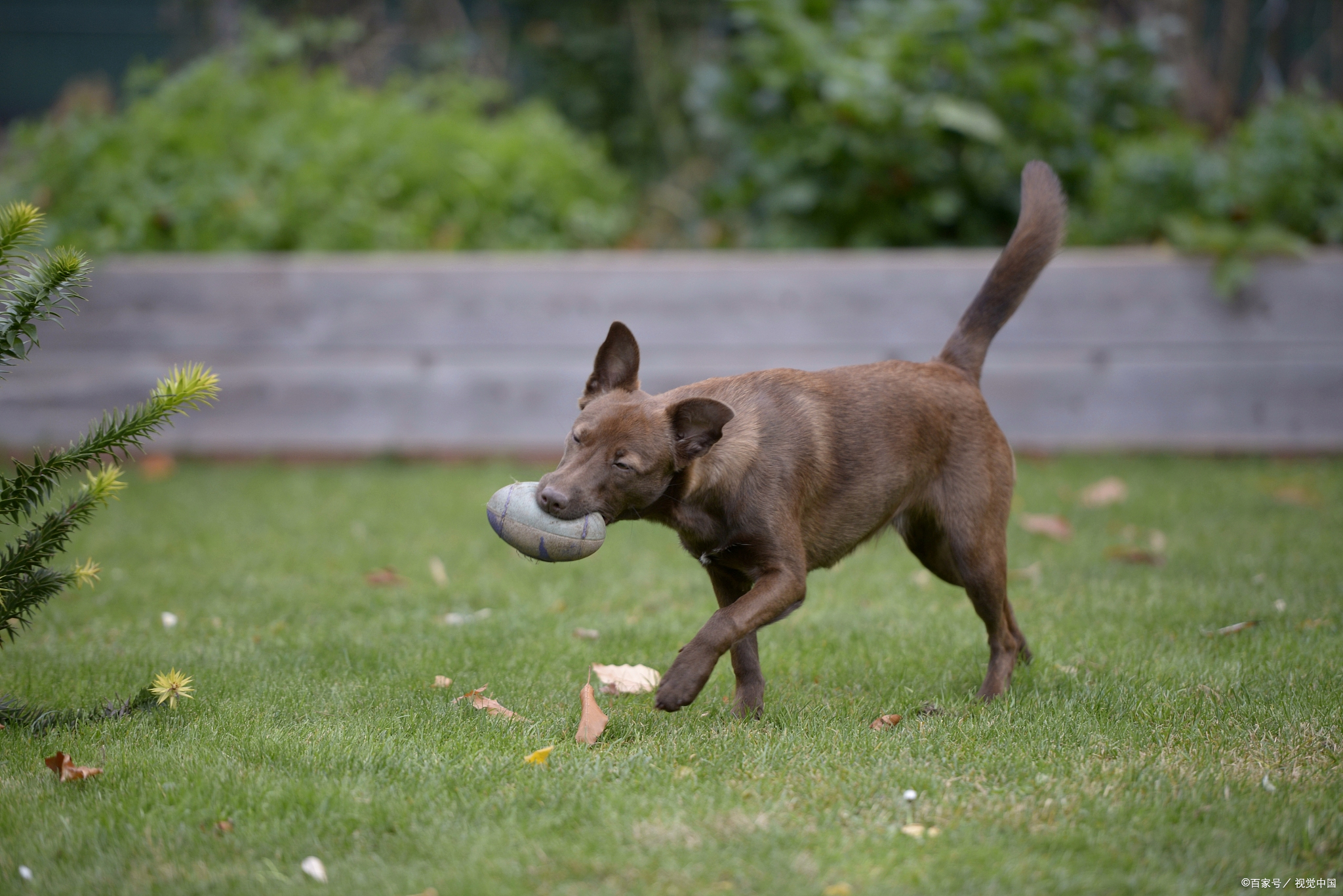 灵缇犬：禁养犬种的背后真相，你真的了解吗？