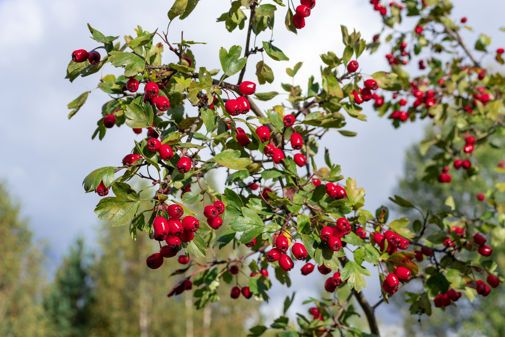山楂树春,秋及夏季种植均可.