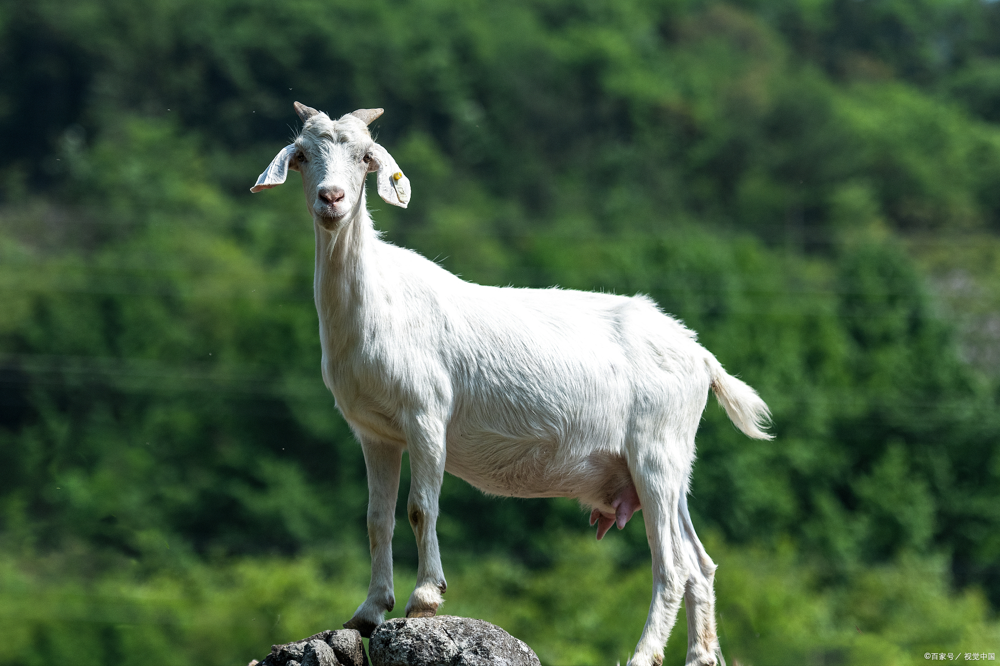 羊是杂食动物吗?