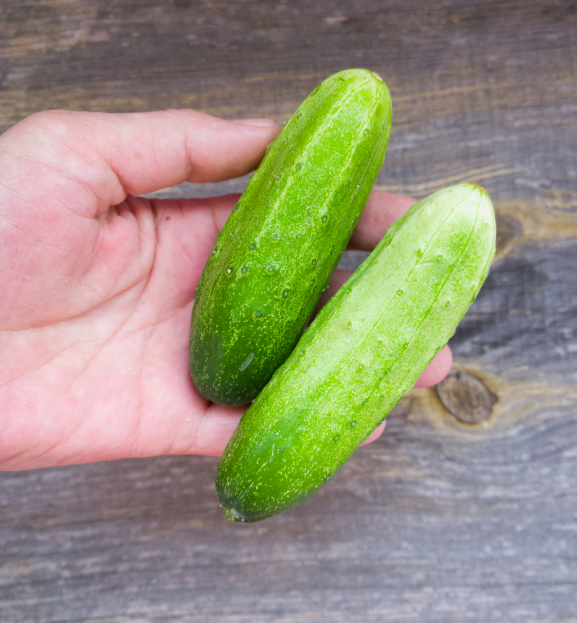 青瓜,绿瓜,黄瓜,这些我们平常吃的蔬菜