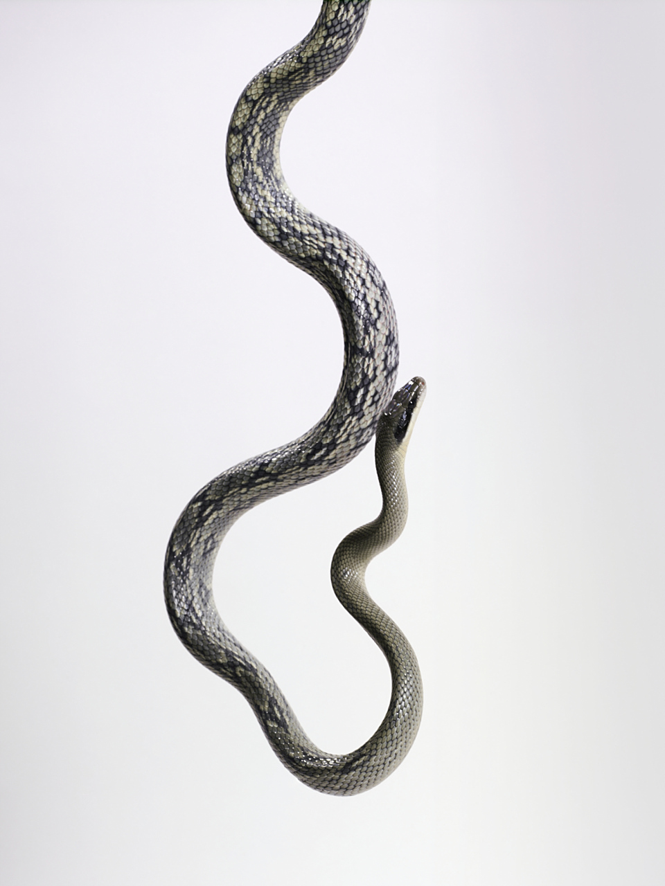 中元节怪谈物语#   巴蛇是中国古代神话传说中的一