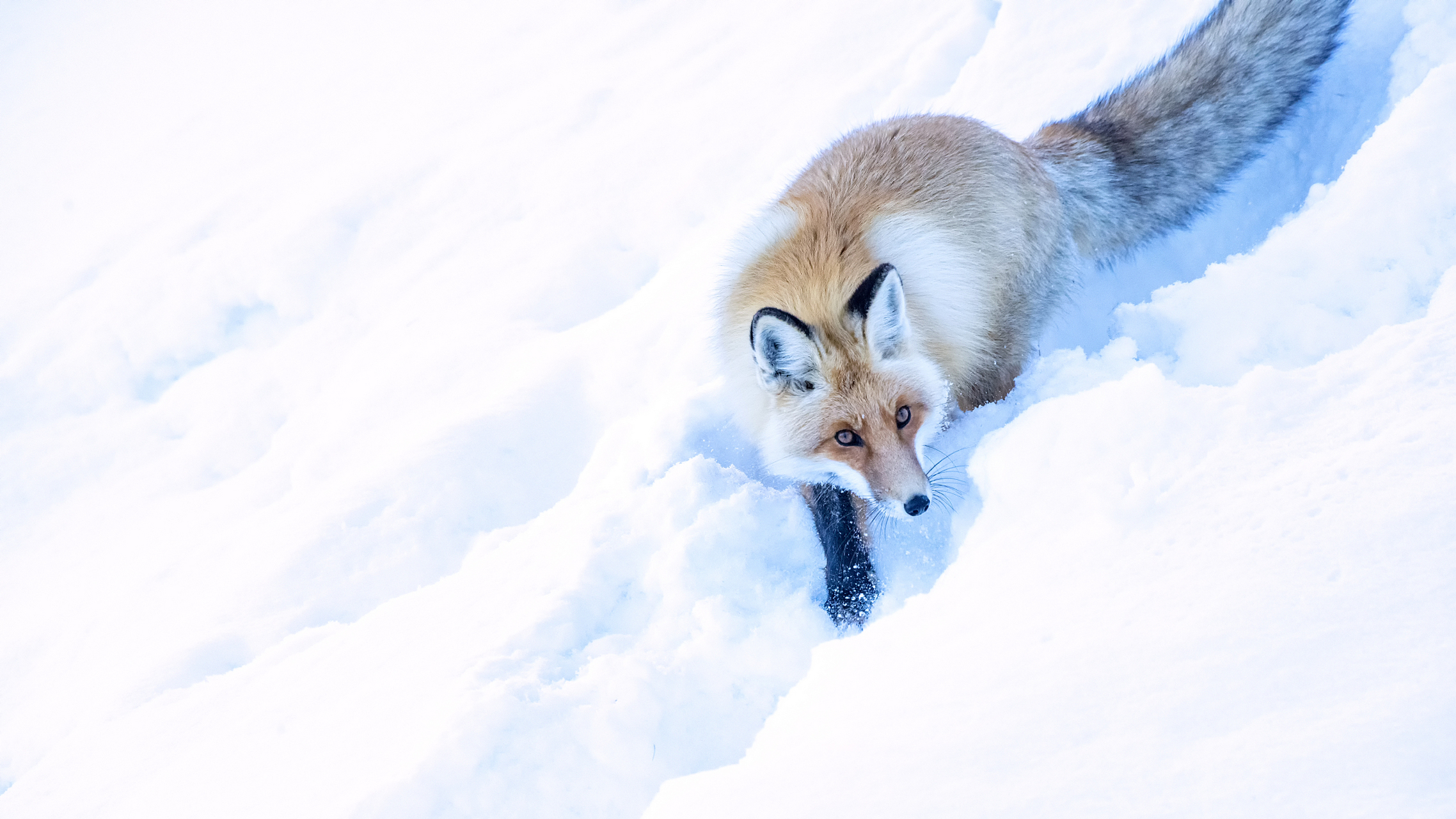 景区网红狐狸雪地死亡事件引起了广泛关注.
