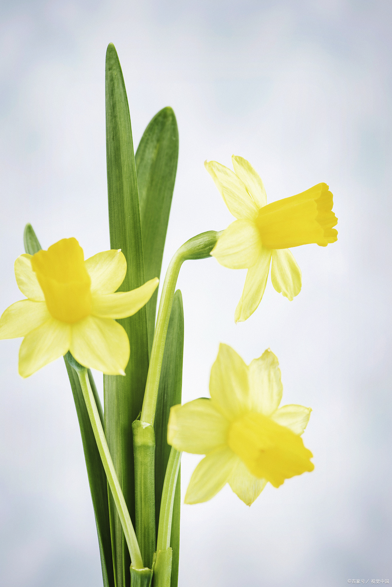 2025年新年跨年春节年货年宵花绿植推荐分享:水仙花 水仙花被誉为"