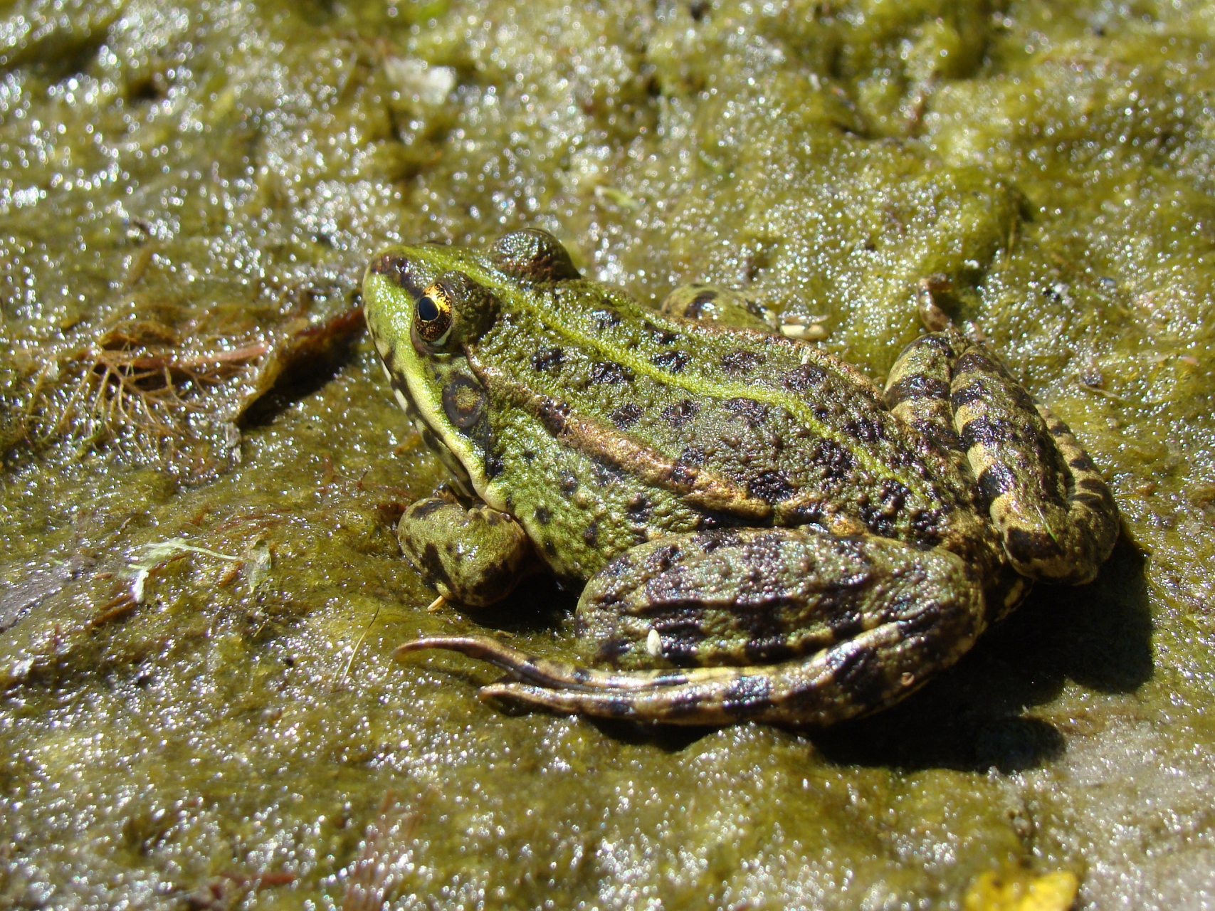 田鸡是两栖动物,能感知温度变化.