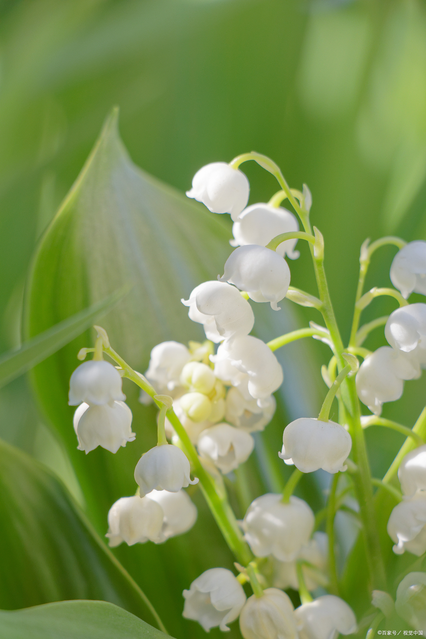 铃兰花花语和寓意