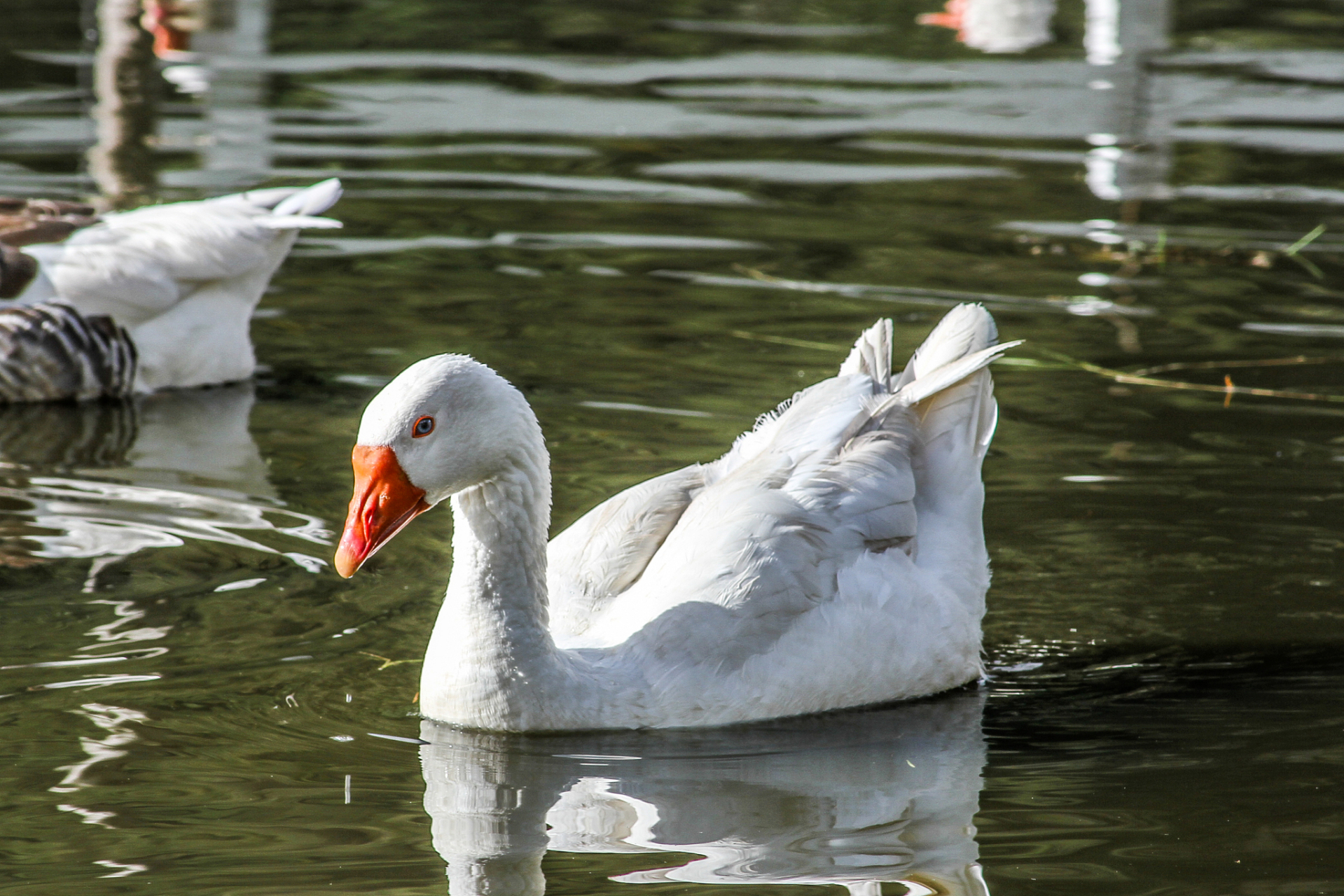 "  面向蓝天,一群鹅儿伸着弯曲的脖子在歌唱.