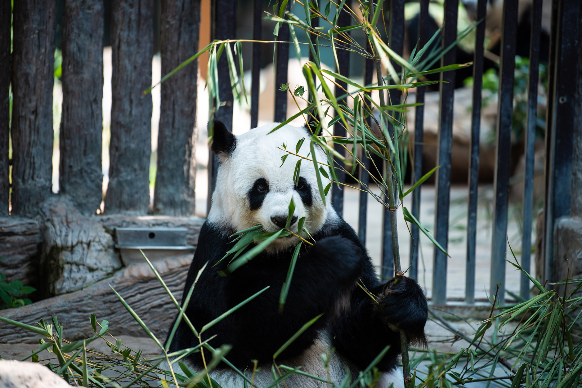 ai亚来杭州#杭州动物园的大熊猫新馆即将迎来春生和香果.