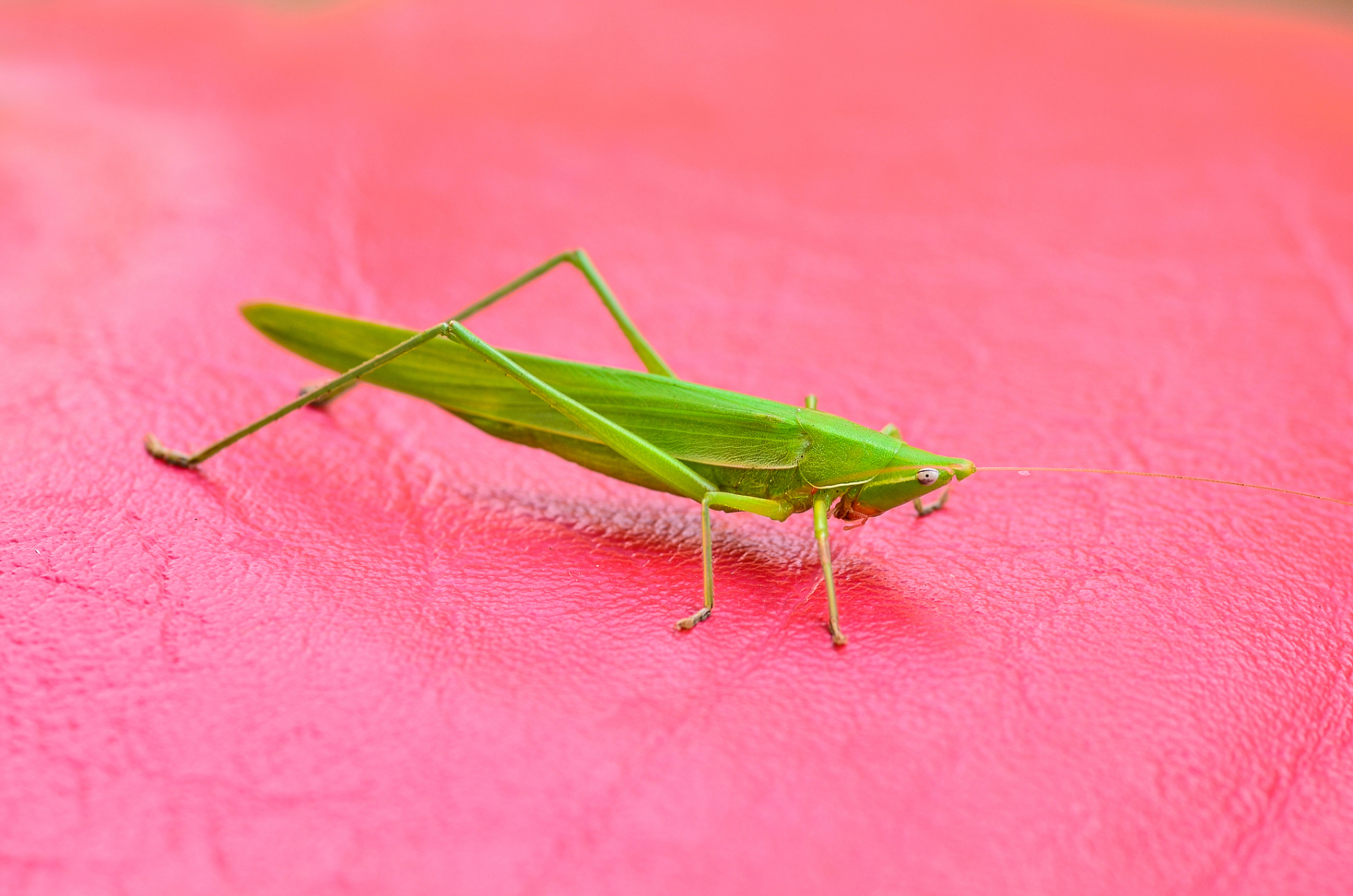 蝗虫是蝗科蝗属的昆虫动物,全身通常为绿色,灰色,褐色或黑褐色,后腿