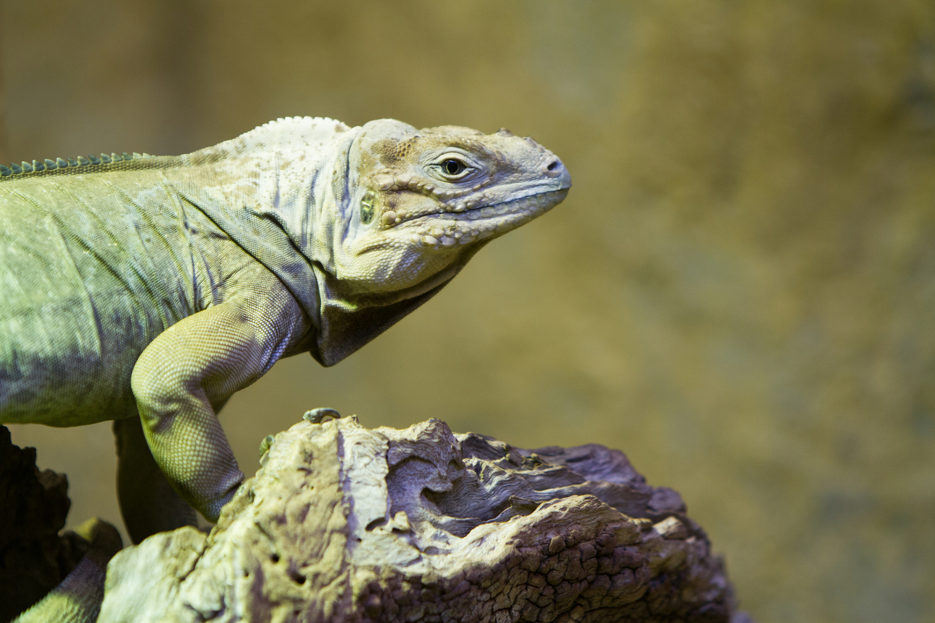 顶部或适当位置需安装uvb灯,以模拟太阳光,促进鬃狮蜥合成维生素d3和