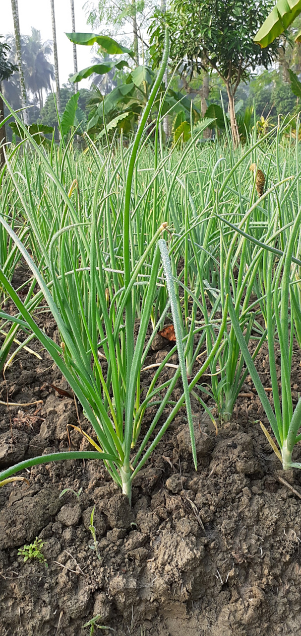 [原文:绿意蔓延:栽培葱苗的简易.