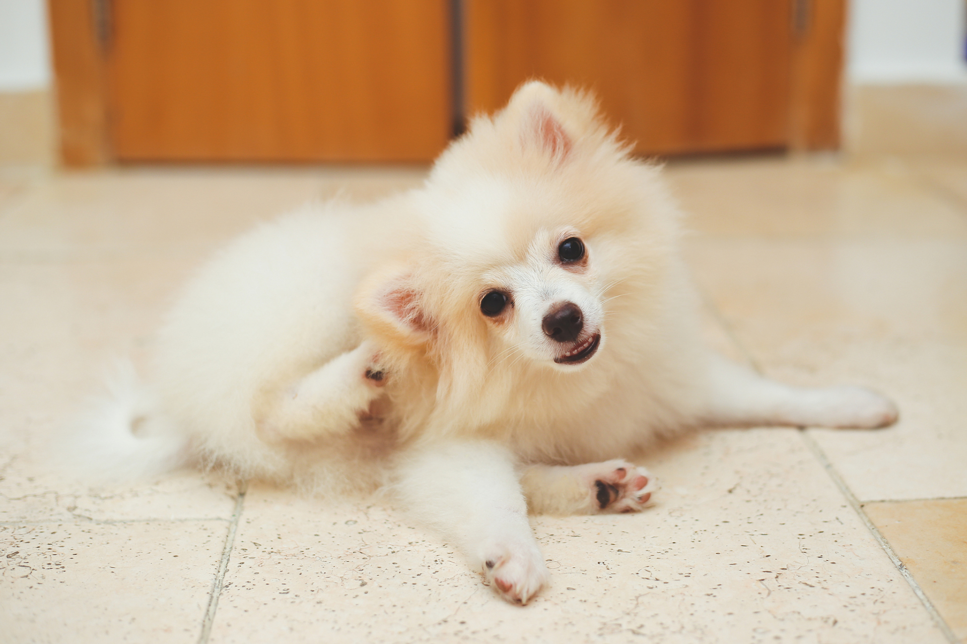 比熊与博美,这两种可爱的犬种,各自独具魅力,却也在诸多方面呈现出