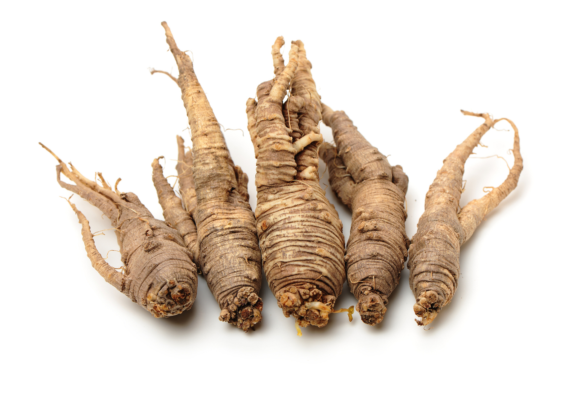 沙参南北有什么功效 南沙参主要的