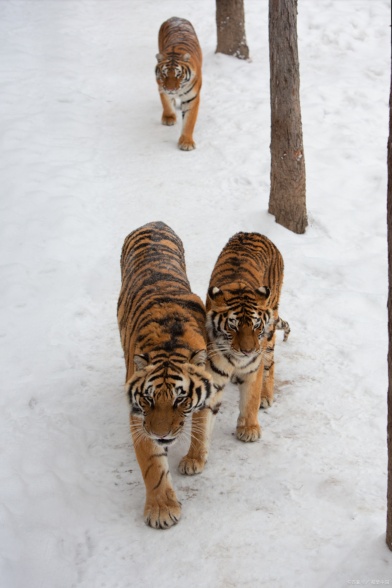 是的,老虎(以及其他一些猫科动物,如狮子)在某些特定情况下,确实会
