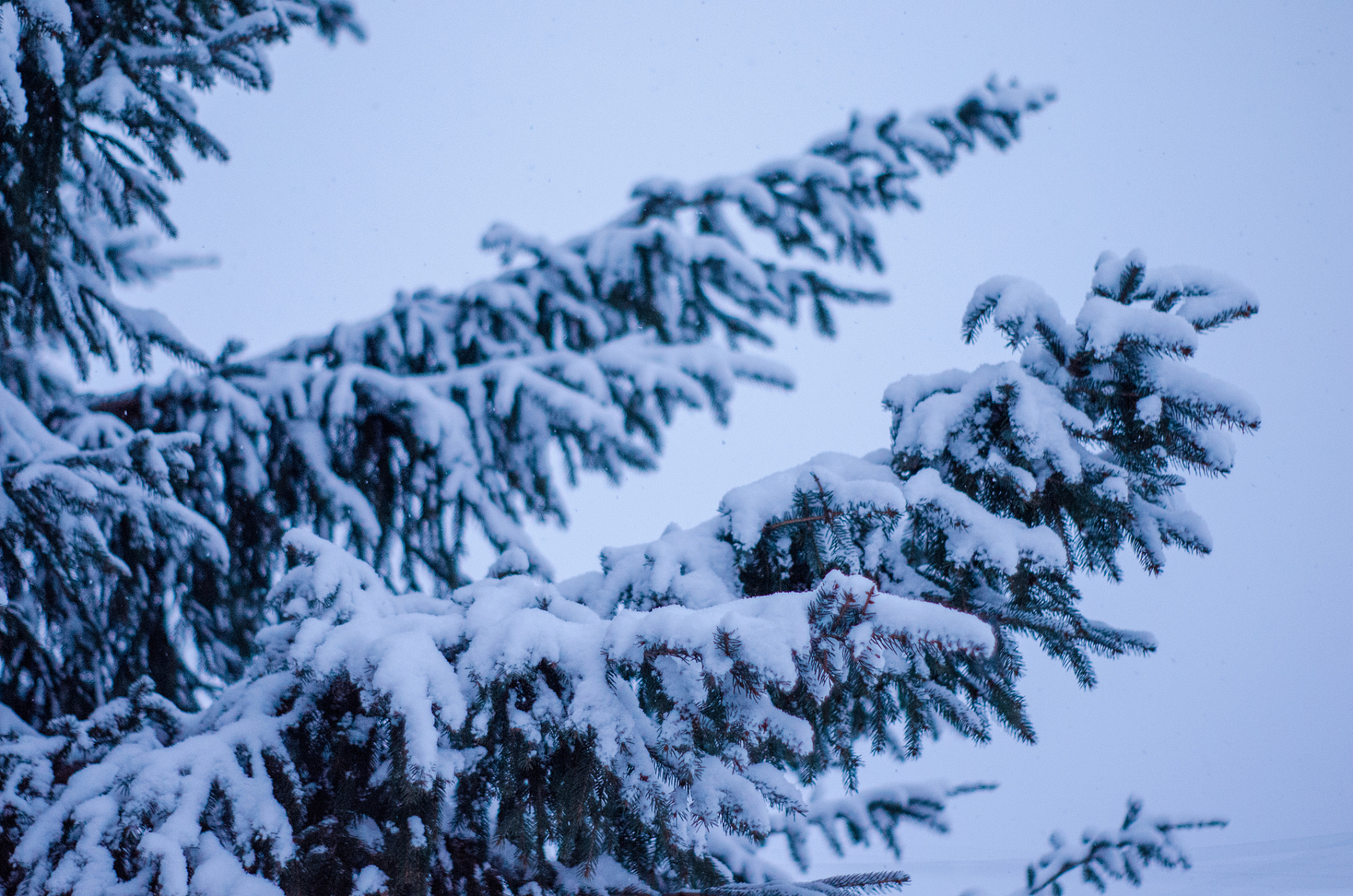 黄山竖琴松,冰清玉洁,仪态万方,任是无情也动人.