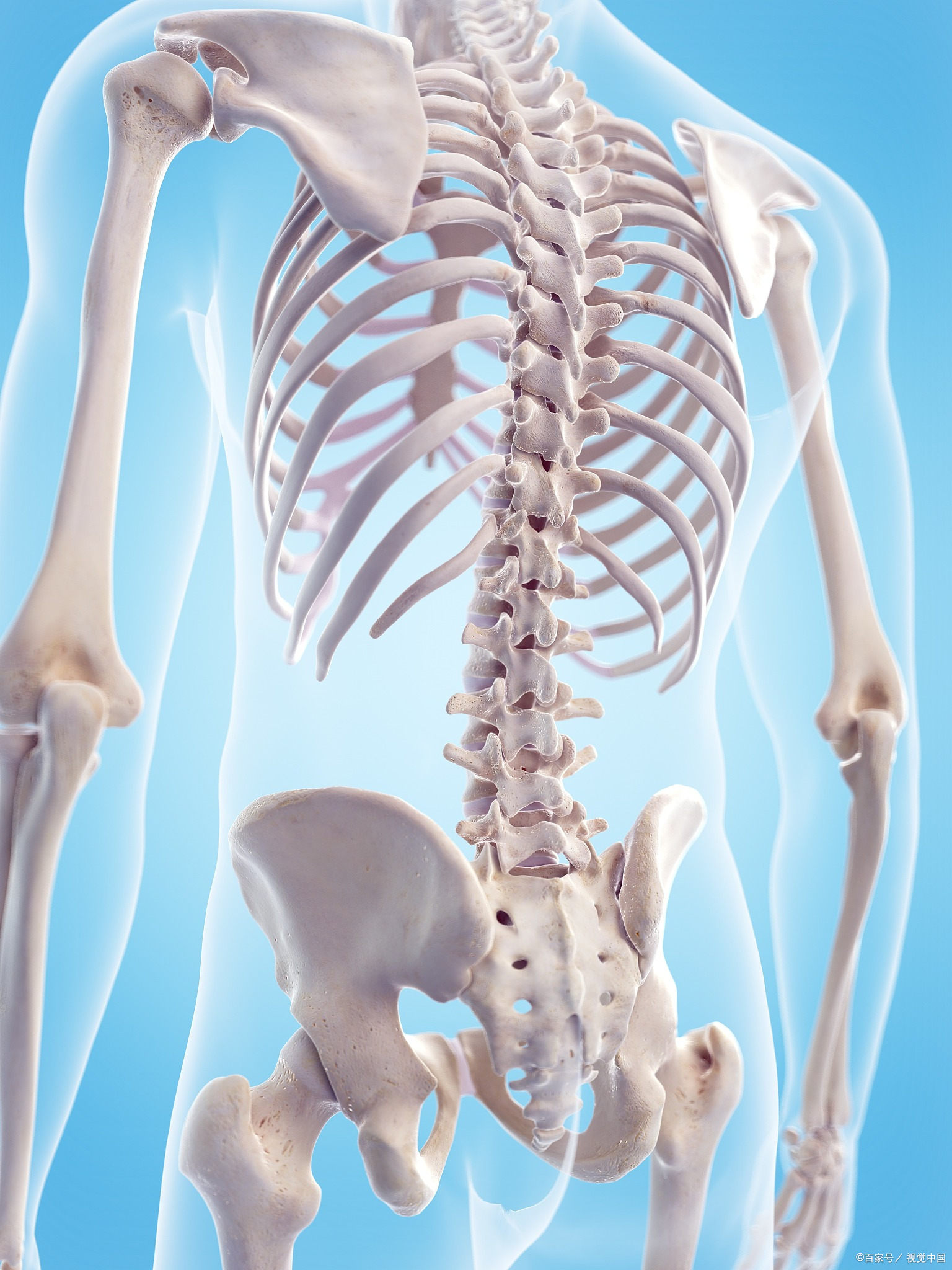 脊柱图片脊柱脊椎骨脊柱图片高清大图脊椎图片人体脊柱脊柱图人体脊椎