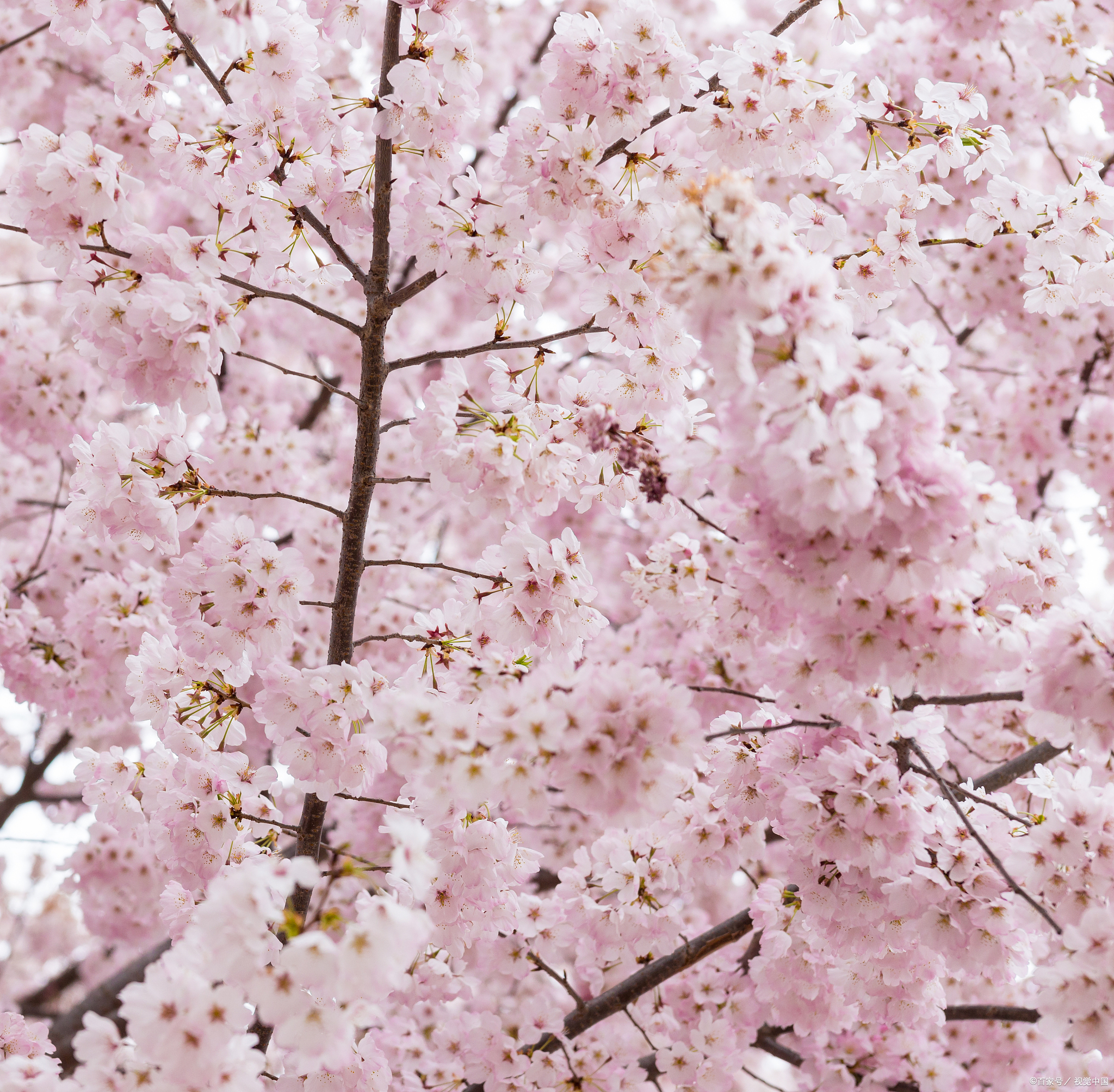 樱花树最简单三个特点 樱花树最直观的三个特点是: 花瓣顶端有明显