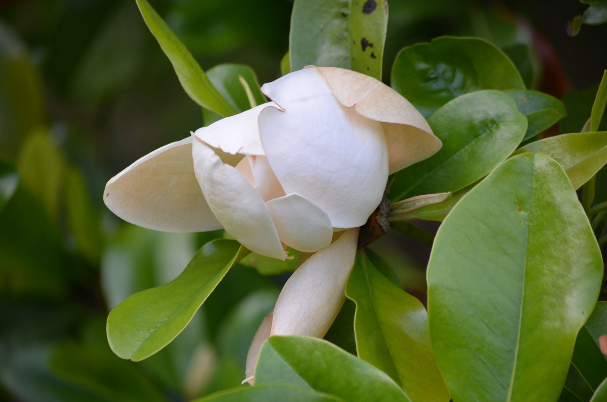 今天我们就来聊聊含笑花的生长习性和养殖技巧.