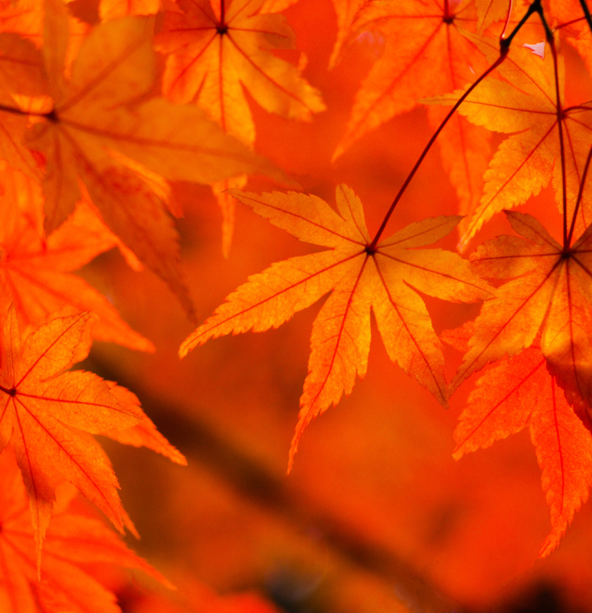漫步在秋天的枫叶里,去找寻初恋的味道  秋天,那个充满无限诗意和浪漫