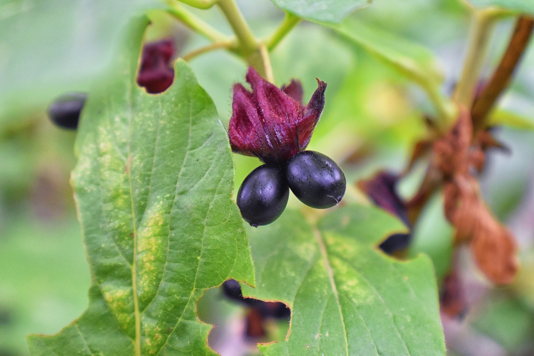 颠茄花壮大的一些细节