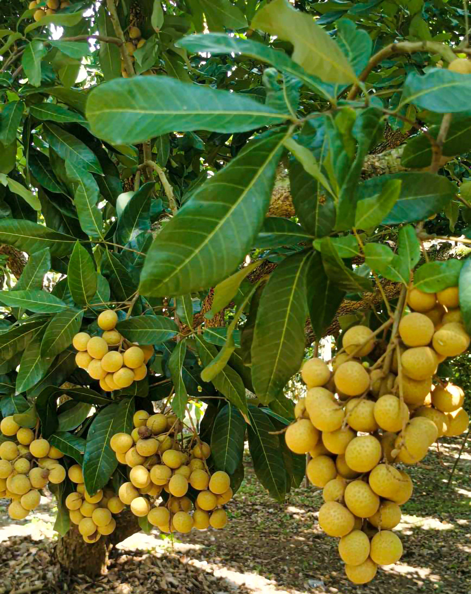 还记得小时候爬过的那棵龙眼树吗